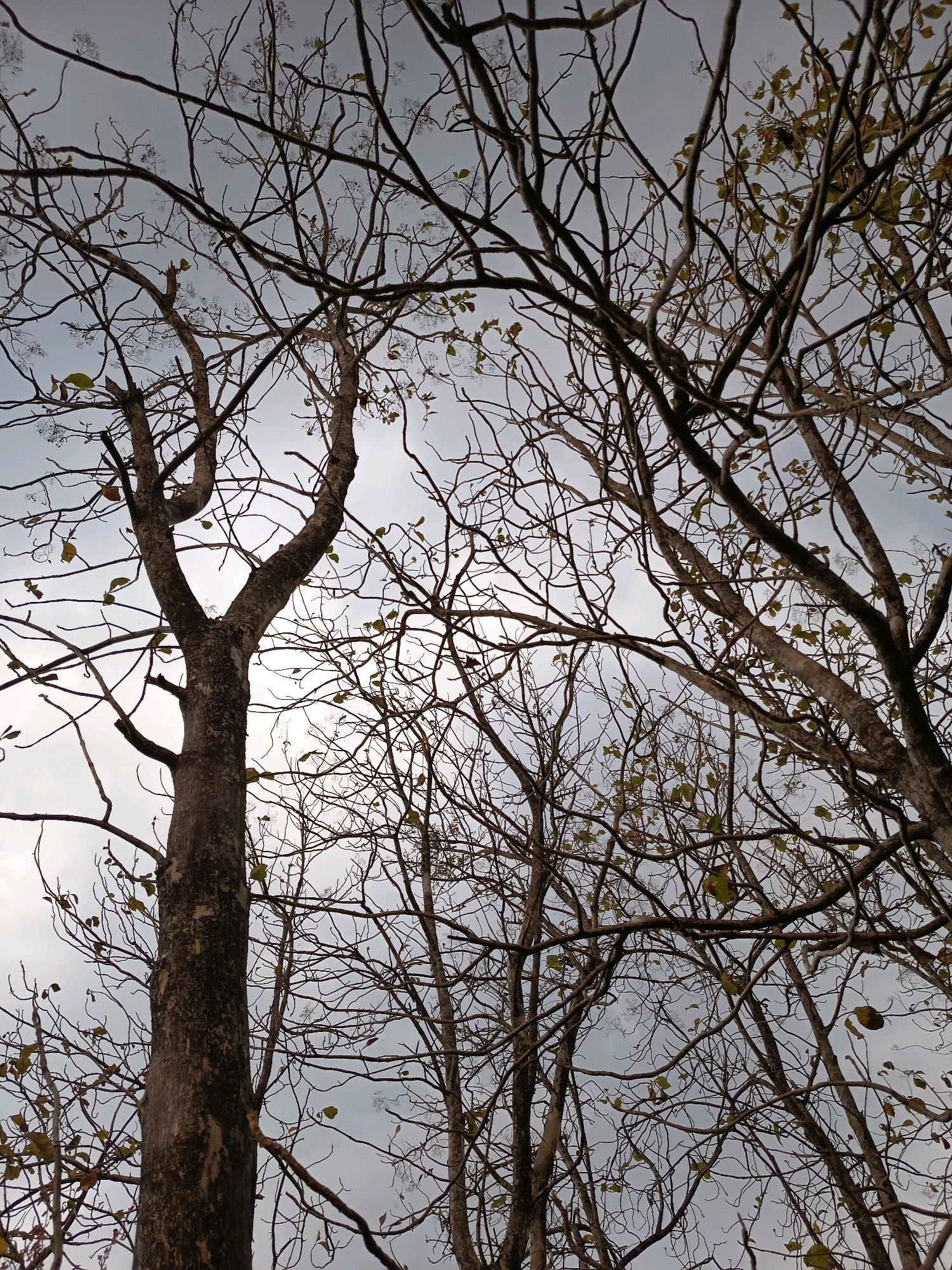 The image displays a dense canopy of leafless trees against a muted sky, suggesting a dry season or autumn in Sidorejo, Indonesia. The branches are intricately intertwined, creating a complex network of lines that dominate the frame. A prominent, thick tree trunk stands on the left, its bark textured and weathered. Scattered sparse green and brown leaves cling to some of the thinner branches. The overall impression is one of a natural, wild environment, perhaps a forest or a densely wooded park area. The lighting is soft and diffused, indicating overcast conditions or late evening. No people or structures are visible, focusing the viewer's attention solely on the arboreal scene.