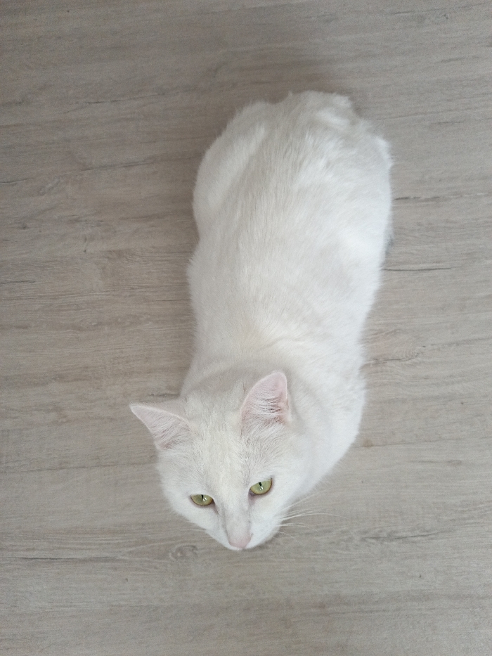 An overhead photograph captures a domestic cat with entirely white fur and vivid green eyes. The cat is positioned centrally on a light-toned wooden or laminate floor, which exhibits a subtle grain pattern. The animal's body is oriented vertically within the frame, with its head turned slightly to the left and angled downwards, appearing to observe something on the surface below. The scene is located in Гвардейское, Russia.