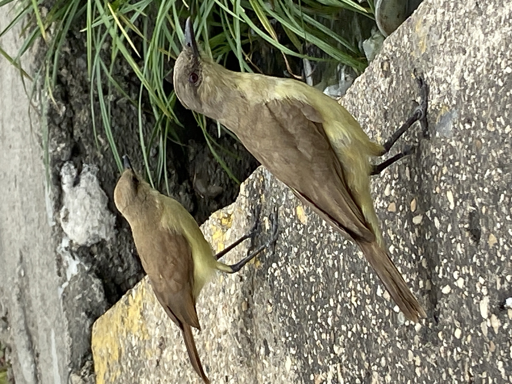 Two Bananaquits (Coereba flaveola) are perched on a textured concrete surface in Río Chico, Venezuela. The image, which appears to be rotated, shows the birds on what would be a horizontal or slightly inclined plane, with green foliage growing behind them.
The bird in the foreground, on the right, is larger and more prominently featured. It has olive-green plumage on its back and wings, with a paler, possibly yellowish or light brown, underside. Its most notable feature is a long, slender, and sharply downcurved black beak, characteristic of a nectar-feeding bird. It possesses a dark, possibly reddish, eye. This bird is looking upwards and slightly to its left, with its head tilted. Its dark, slender legs and feet are visible, firmly gripping the rough concrete.
The second, slightly smaller bird is positioned behind and to the left of the first, mirroring its posture and also looking upwards. It shares similar plumage coloration, a dark eye, and a distinctively curved beak.
The concrete surface they are perched on is rough and mottled grey, speckled with white and darker aggregate. Behind the birds, a dark, rocky or concrete area is partially covered by vibrant green, thin-bladed plants, resembling grass or reeds, which grow upwards. The scene is illuminated by natural daylight, indicating it is daytime. There is no visible text in the image. The birds appear alert and focused.