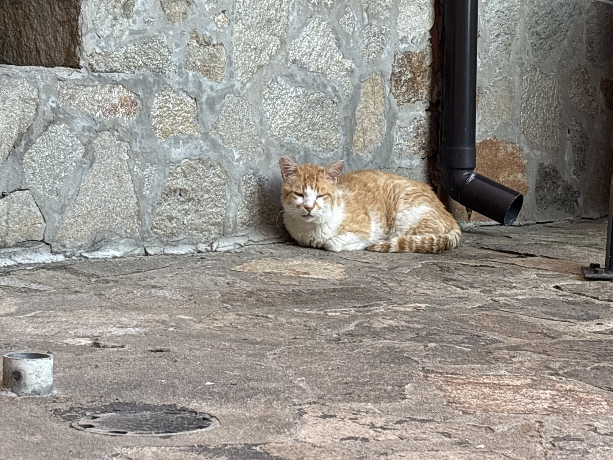 In the city of Sveti Vlas, Bulgaria, an orange and white cat is lying down on a stone-paved ground in front of a stone wall. The cat is facing forward with its eyes partially closed. To the right of the cat, a dark downspout is attached to the stone wall. In the foreground, to the left, a small cylindrical object is visible on the ground, and further to the right, a circular metal grate is embedded in the pavement. The environment appears to be an outdoor area, possibly a courtyard or pathway, with a textured stone wall and a cobbled ground.