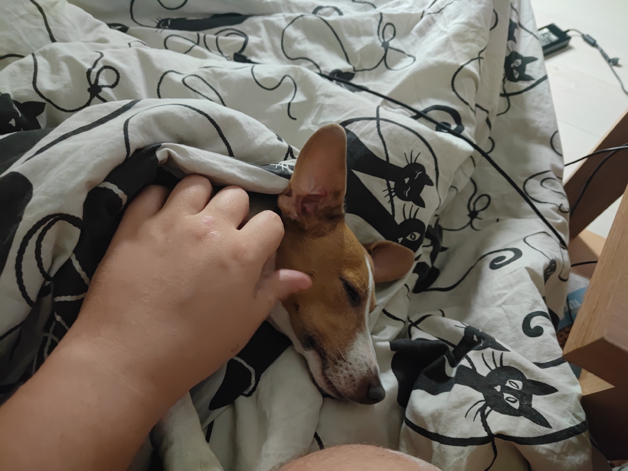 The image shows a close-up of a person's hand gently petting a dog that is lying on a bed. The dog, a small breed with tan and white markings, appears to be sleeping or resting with its eyes closed. It is partially covered by a white blanket with a black pattern of stylized cats. The person's hand is positioned on the dog's head, near its ear. The background reveals more of the patterned blanket and a glimpse of a wooden object, likely furniture. A black electrical cord and a power adapter are visible in the upper right portion of the image, suggesting the presence of electronic devices. The scene appears to be indoors, likely in a bedroom, with soft lighting. There is no discernible information in the image that can definitively place this scene in Krasnodar, Russia.