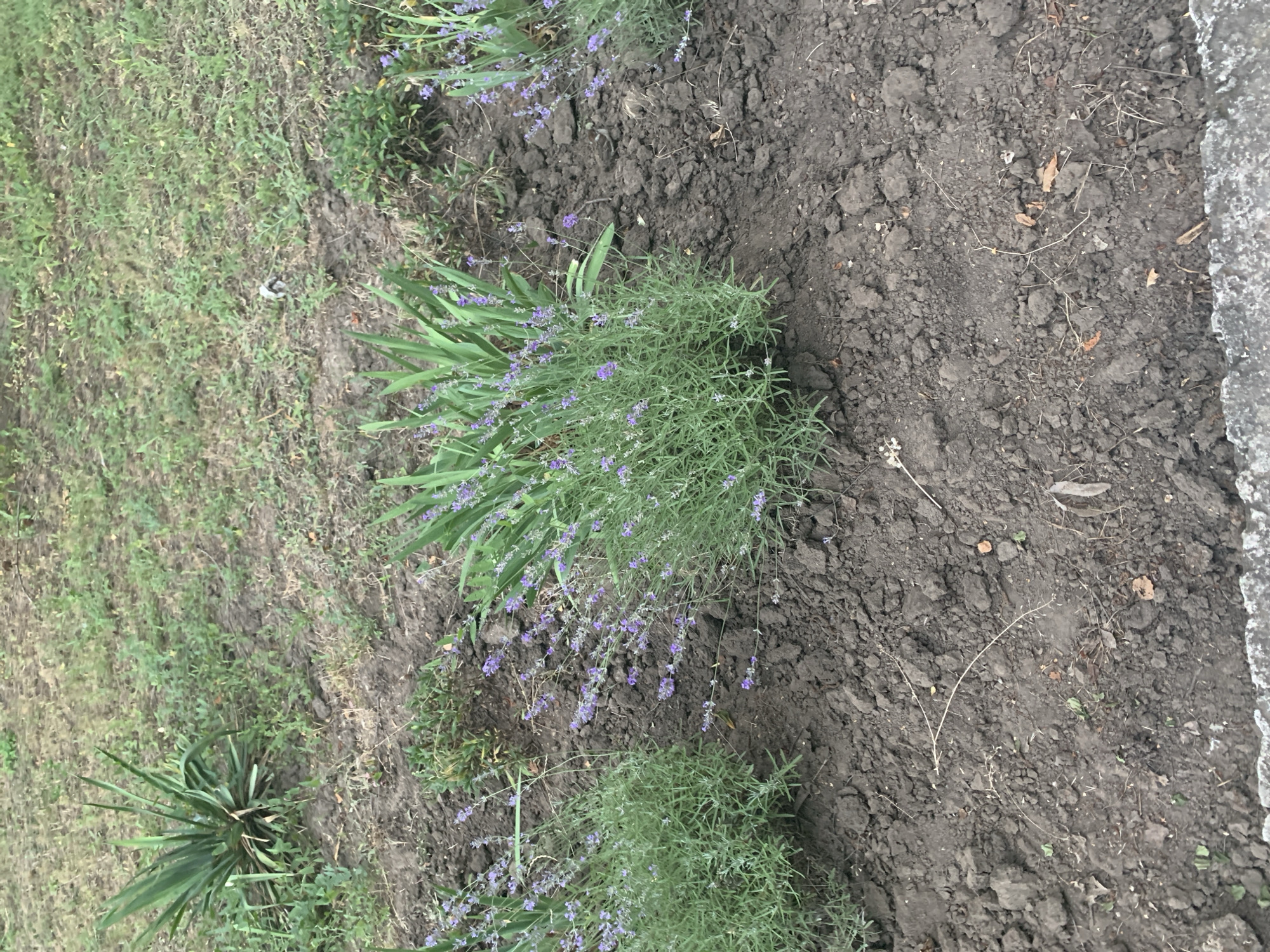 This image depicts a close-up, overhead view of a garden bed with several plants. The primary subjects are lavender plants with their characteristic purple blossoms, interspersed with green foliage. There is also a plant with sword-like green leaves, possibly a yucca or similar specimen, in the lower left portion of the frame. The ground is composed of dark, rich soil, with some scattered dry leaves and twigs. To the right edge of the image, a strip of what appears to be concrete or a paved surface is visible, suggesting the garden bed is adjacent to a path or walkway. The lighting suggests it is daytime, and the scene appears to be outdoors. There is no discernible activity or event taking place, as the image focuses on the static arrangement of the plants and soil. No text is visible in the image.