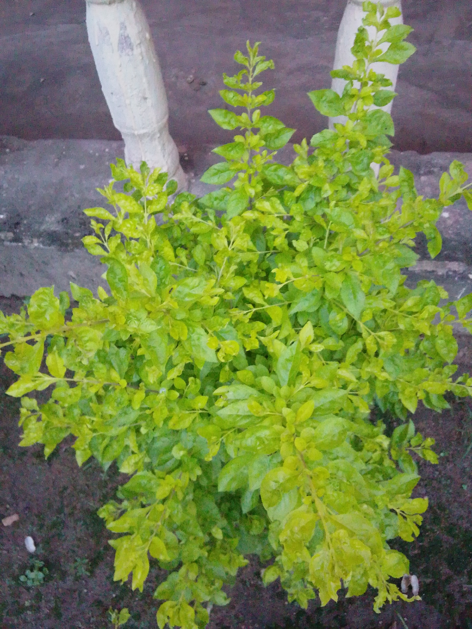 A top-down view captures a bushy, vibrant green plant with variegated yellow-green leaves, indicating it may be a Duranta or Golden Dewdrop plant. The plant is lush and full, with new growth at the tips of its branches. The foliage appears slightly wet, suggesting it may have recently rained or been watered.
The plant is situated in a shallow bed of dark, rich soil, with small patches of green ground cover visible. Behind the plant, two light-colored, cylindrical objects are partially visible. These appear to be weathered concrete posts or pillars, possibly part of a fence or structure. The surface behind the pillars is dark and textured, resembling a paved or concrete area, perhaps a walkway or courtyard.
The overall scene suggests an outdoor setting within the city of Serti, Nigeria. The presence of the plant and the concrete structures indicate a cultivated or semi-cultivated area, potentially a garden, park, or residential compound. The lighting is even, suggesting overcast conditions or the presence of diffuse light. There are no people or animals visible in the frame, and no activity is taking place. The image is primarily focused on the plant, highlighting its healthy and thriving appearance against the muted backdrop.