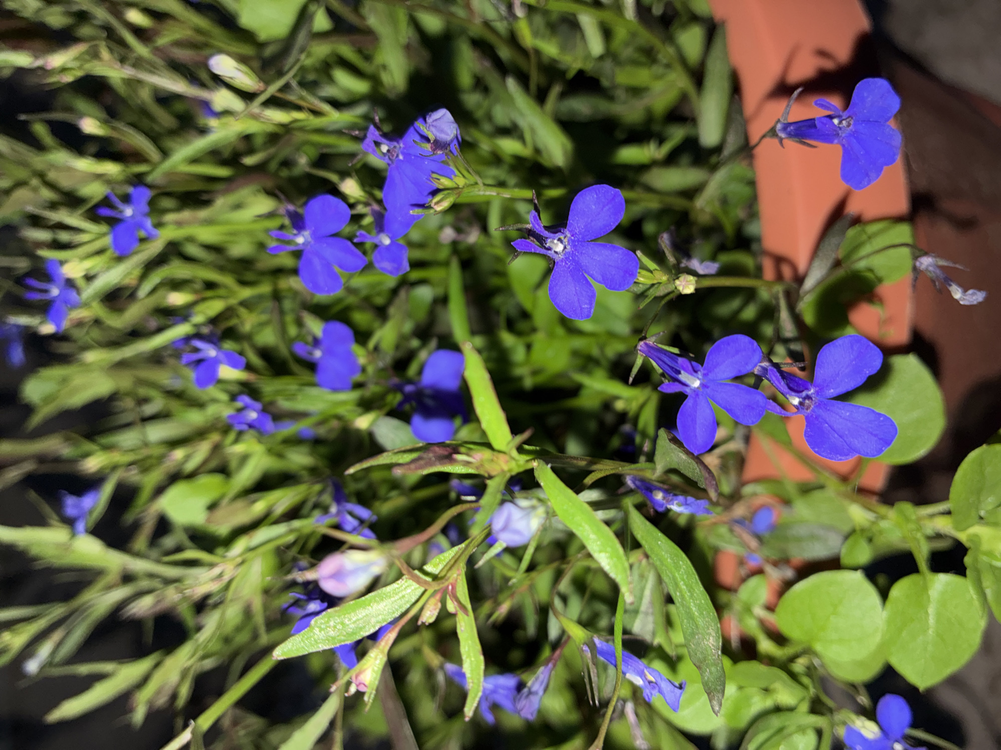 The image shows a close-up view of a potted plant with numerous small, vibrant blue lobelia flowers in bloom. The flowers have a distinctive shape with five petals, and some have a lighter shade in the center. The plant has green, slender leaves and stems, with some reddish-brown tinges on certain stems. There are also a few unopened buds and some withered flowers visible. The plant is in an orange-brown terracotta pot, part of which is visible at the bottom right of the frame. The background is dark and out of focus, suggesting the photo was taken at night or in low light conditions. No people are present in the image. The image does not provide any specific visual cues to place it in Totskoye, Russia.