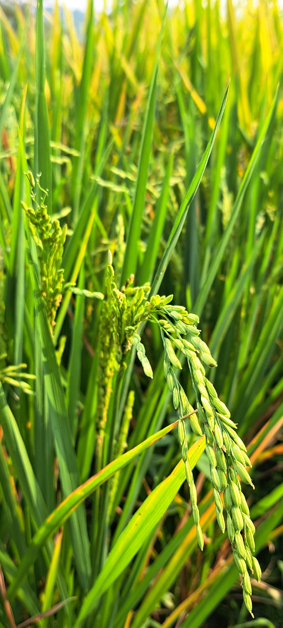 An extreme close-up, vertically oriented, full shot captures a rice stalk with immature green grains in a field. The stalk is positioned centrally, angled slightly to the right, with a cluster of tightly packed, pale green rice grains hanging from its tip. Other stalks and leaves of rice, in various shades of green with hints of yellow and brown, fill the foreground and background, creating a lush, slightly blurred natural environment. The lighting suggests it is daytime, with the sun illuminating the scene from the upper right, casting subtle highlights on the leaves and grains. The image appears to be taken in a rural setting, possibly a rice paddy in Candi Wates, Indonesia, given the common agricultural practice in that region. There are no people or animals visible in the frame.