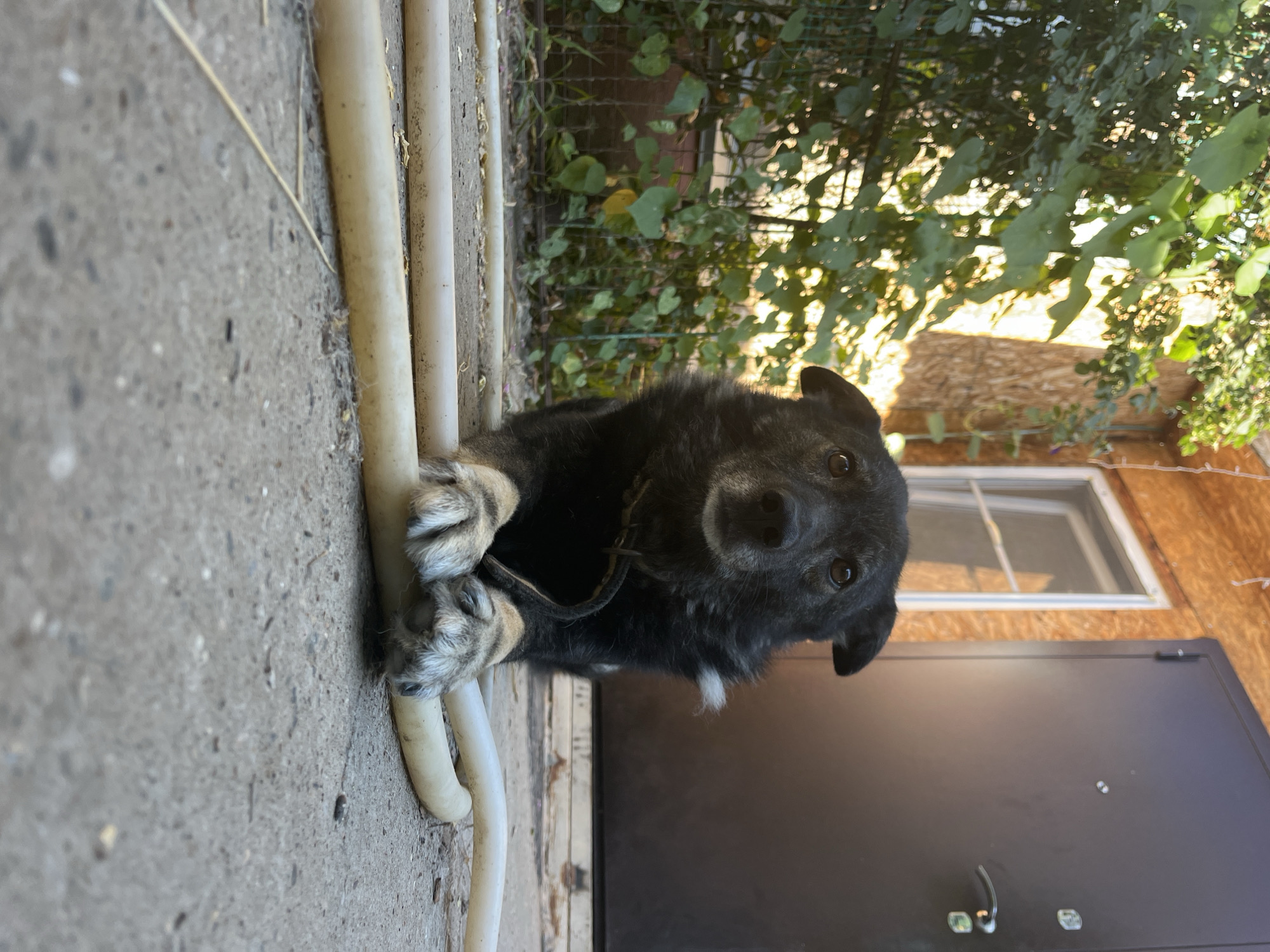A black and tan dog is lying on the ground in front of a building, with two light-colored hoses in front of it. The dog is facing the camera, with its front paws resting on one of the hoses. The building behind the dog appears to be made of wood and has a dark door and a window. The ground is concrete, with some debris scattered around. Green foliage is visible to the left of the dog. The lighting suggests it is daytime, with sunlight illuminating the scene. The location is identified as Krasnyye Barrikady, Russia.