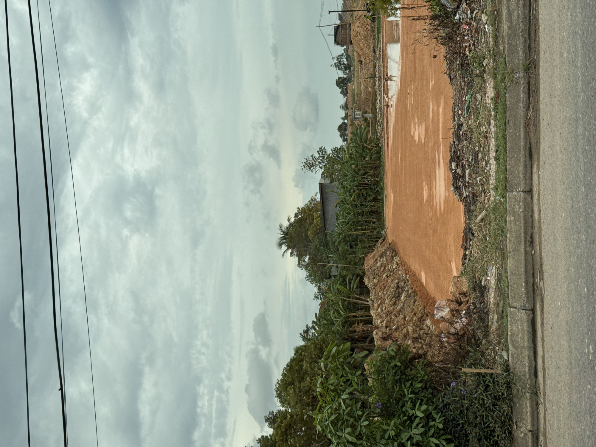 The image depicts a scene in Đông Hà Ward, Vietnam, on a cloudy day. In the foreground, a gray asphalt road and a concrete curb are visible. Behind the curb, there is a patch of green grass and vegetation, with some accumulated debris, including plastic bags and branches, on the right side.
The midground features a large area of orange-red soil, which appears to be a construction site or a cleared lot. A pile of brown soil and dirt is situated on the left, bordering the vegetated area. Further into the midground, a shallow body of water or wet patch of mud is visible, with two white dogs and a darker dog standing in or near it.
The background shows a dense arrangement of green trees and banana plants. Some buildings, including what appears to be a single-story house with a gray roof and another structure with a dark roof and wooden elements, are partially obscured by the foliage. Utility poles and power lines are also present, stretching across the frame against the cloudy sky. The overall impression is one of an undeveloped or developing area within a tropical or subtropical environment.