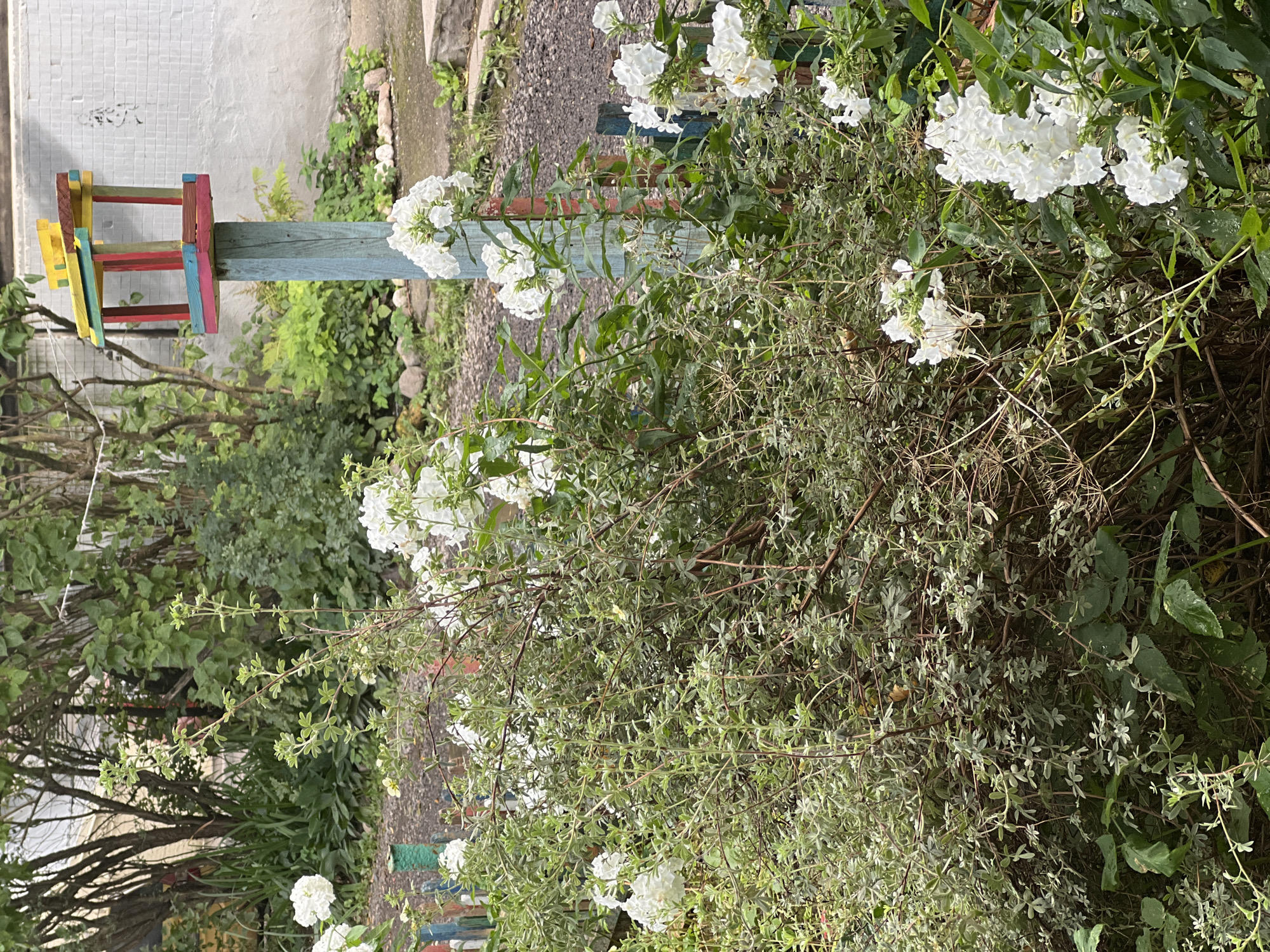 The image depicts a close-up view of a garden with dense greenery and white flowers in the foreground. A brightly colored, multi-level birdhouse is visible in the background, mounted on a weathered blue post. The birdhouse is constructed from wooden planks painted in red, yellow, green, and blue. The surrounding environment appears to be a backyard or a community garden, with a rough gravel path and a white brick wall visible behind the birdhouse. The foliage consists of various plants, including flowering bushes and leafy shrubs. The lighting suggests an overcast day. The scene is an outdoor setting with no people present.