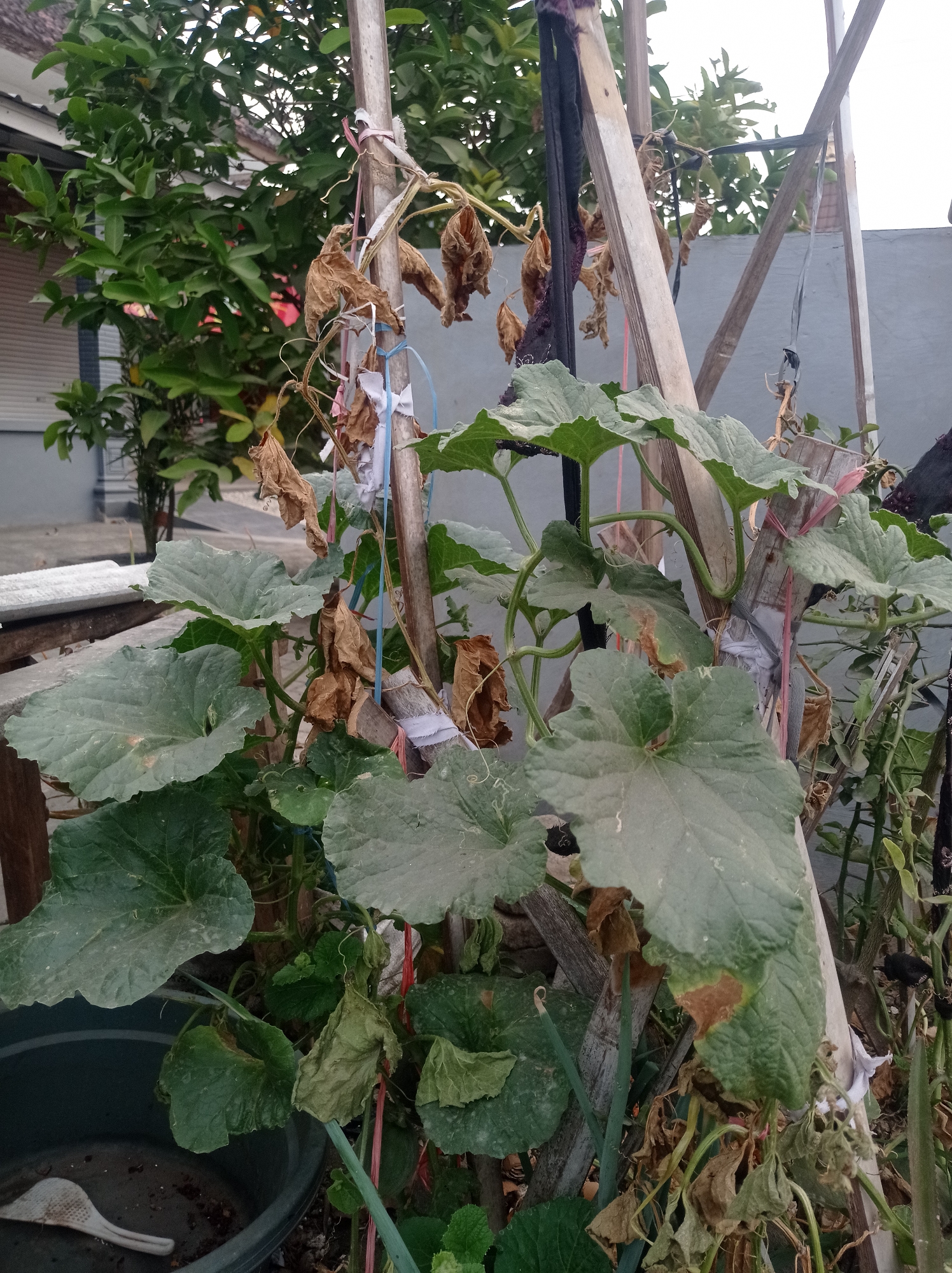In Purwosekar, Indonesia, a close-up shot focuses on a sprawling plant with large, green, heart-shaped leaves, some of which exhibit brown, dry spots, suggesting possible dehydration or disease. The plant's vines are intertwined and supported by a makeshift trellis constructed from wooden poles and various colored strings, including blue, pink, and white. Some of the plant's leaves and stems are withered and brown, contrasting with the vibrant green foliage. In the background, a lush green tree with dark green leaves is visible, along with a grey wall and a partial view of a building with a white wall and roof. A dark gray plastic tub, containing a white plastic utensil, is situated to the left of the plant. The overall scene depicts a garden setting, possibly a backyard, with a focus on the plant's condition and its supporting structure.