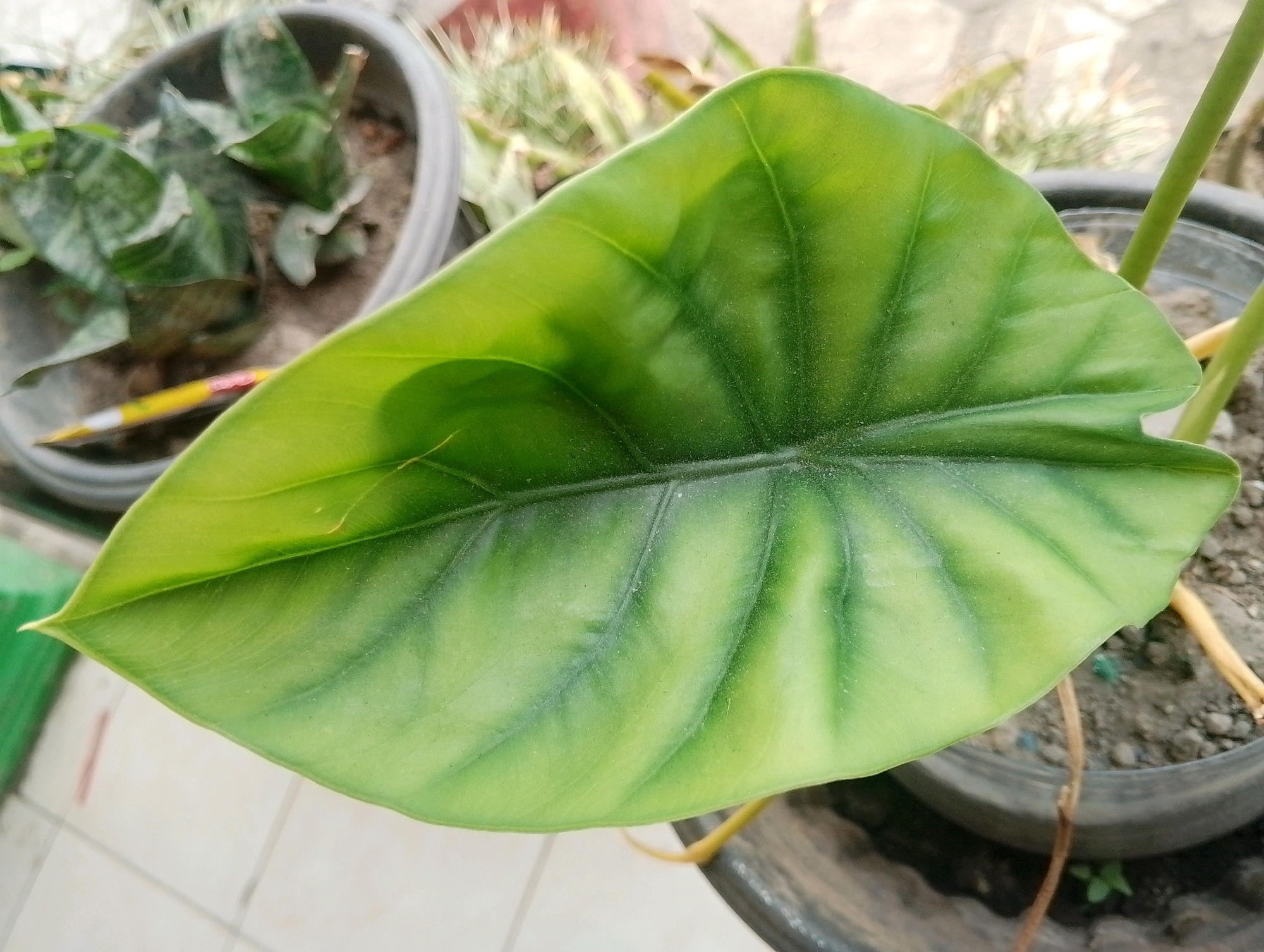 The image shows a close-up of a large, green, heart-shaped leaf with prominent veins. The leaf is the primary subject and takes up most of the frame. It appears to be a tropical plant, possibly an Alocasia. In the background, out of focus, are other plants in pots, one of which contains a pencil. The scene suggests an outdoor or semi-outdoor setting, likely a garden or patio, in Papungan, Indonesia. The lighting indicates it is daytime.