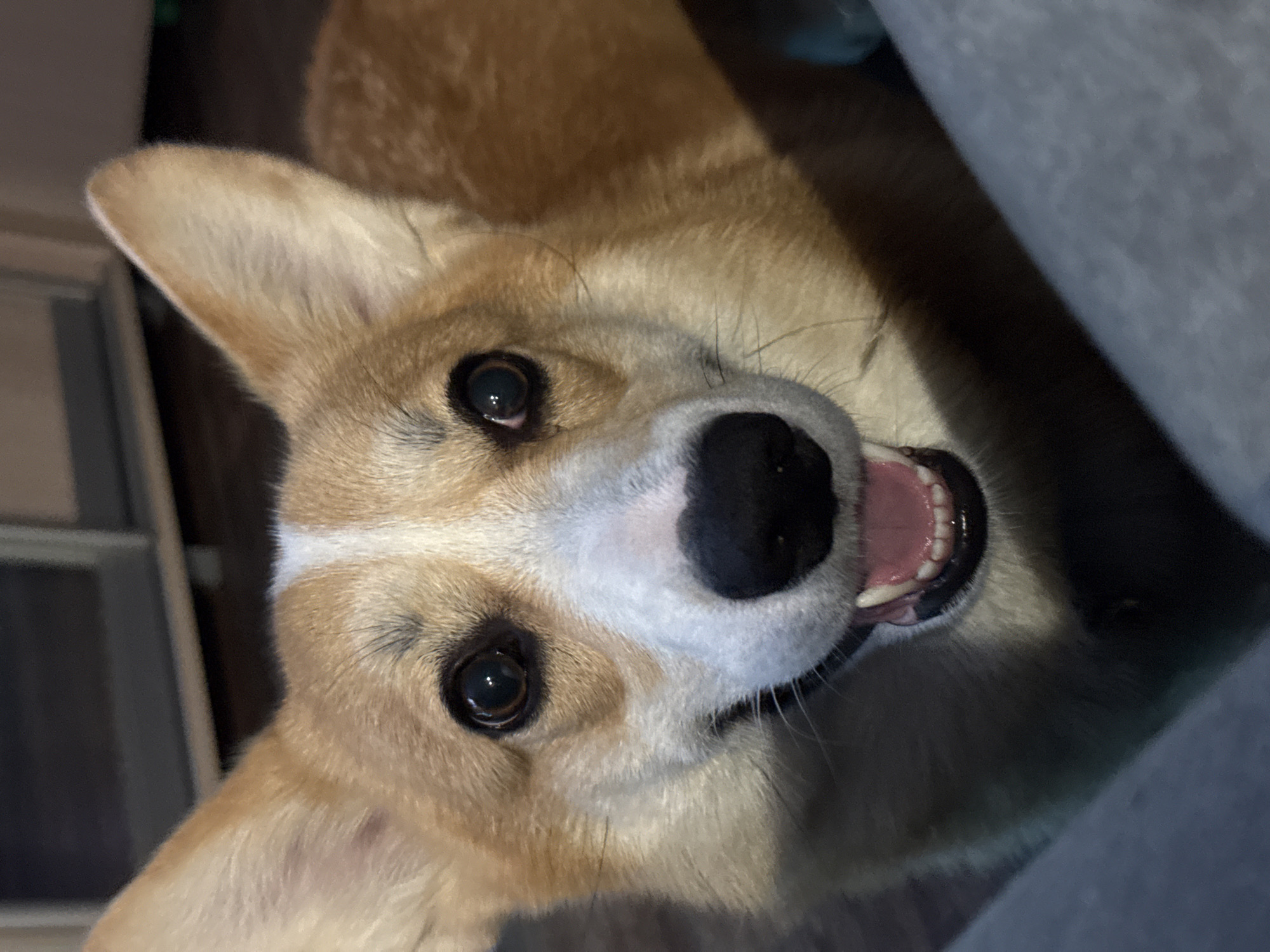 A close-up, slightly off-center, upward-facing portrait of a tan and white corgi dog is presented. The dog's face fills much of the frame; the focus is on its eyes, nose, and mouth. The dog has erect ears, a white stripe between its eyes, and a large black nose. Its mouth is slightly open, revealing pink gums and several teeth. The surrounding environment appears to be indoors with a dark background and part of a grey object on the right of the frame. No information suggests a location in the city of Votkinsk, Russia.