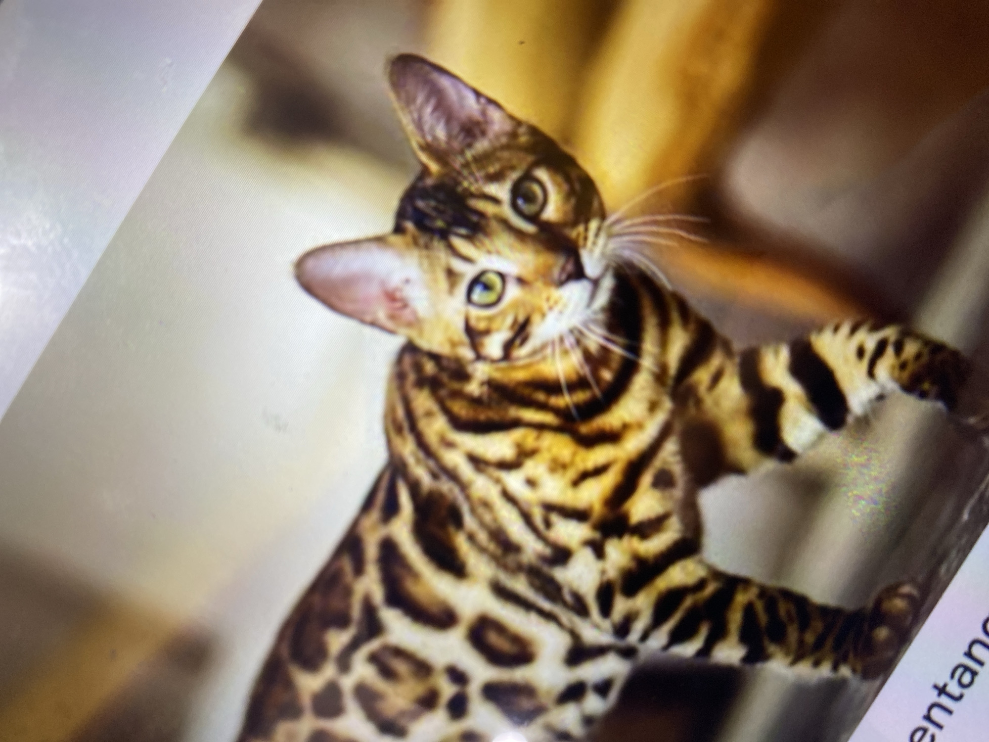 A Bengal cat with characteristic spotted fur is walking, its body angled towards the viewer. The cat has green eyes, pointy ears, and its coat displays a pattern of black rosettes on a golden-brown background. The background is blurred and appears to be an indoor setting with warm, muted tones, suggesting a wooden surface or furniture. There is text visible at the bottom of the image, partially obscured, that reads "entang," but it offers no contextual information about the location in Ta', Indonesia.