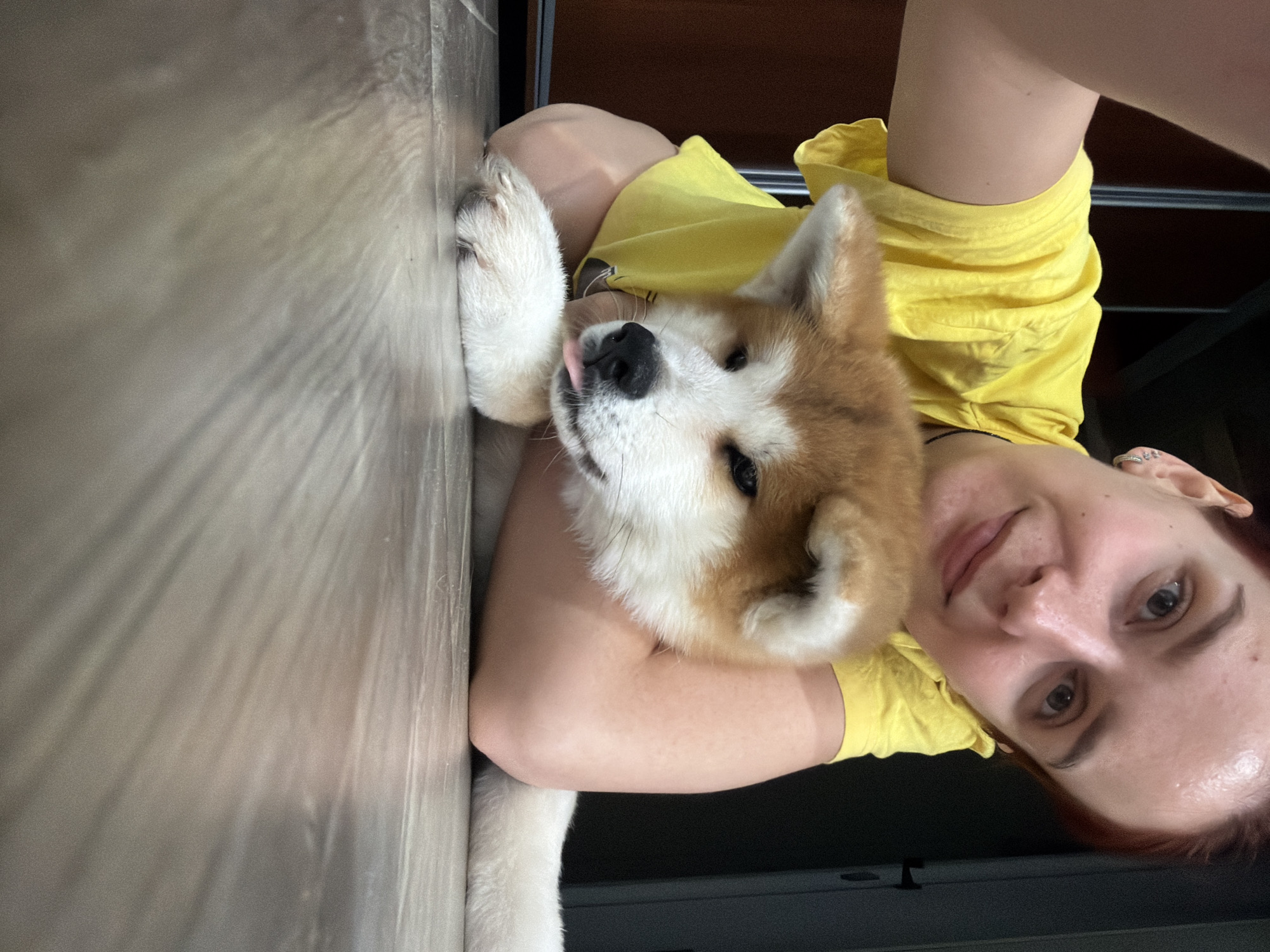 A woman is holding a light brown and white Akita dog. The dog's tongue is slightly sticking out. The woman is wearing a yellow t-shirt. The location is in the city of Chaikovsky, Russia. The scene appears to be indoors, possibly in a home. The floor is made of laminate.