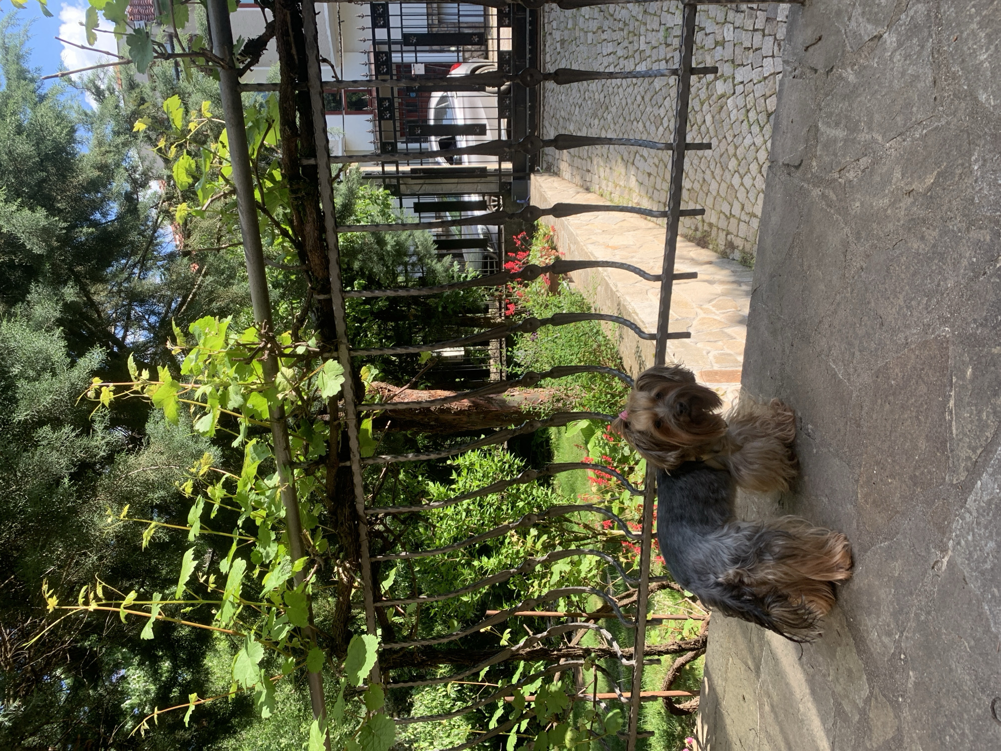 The image shows a small Yorkshire Terrier standing on a stone surface. It is positioned next to a metal fence overgrown with vines. Behind the fence is a garden with green foliage and red flowers. In the background, a residential building with a car parked in front can be seen. The location appears to be a garden or yard in front of a house in an unspecified city.