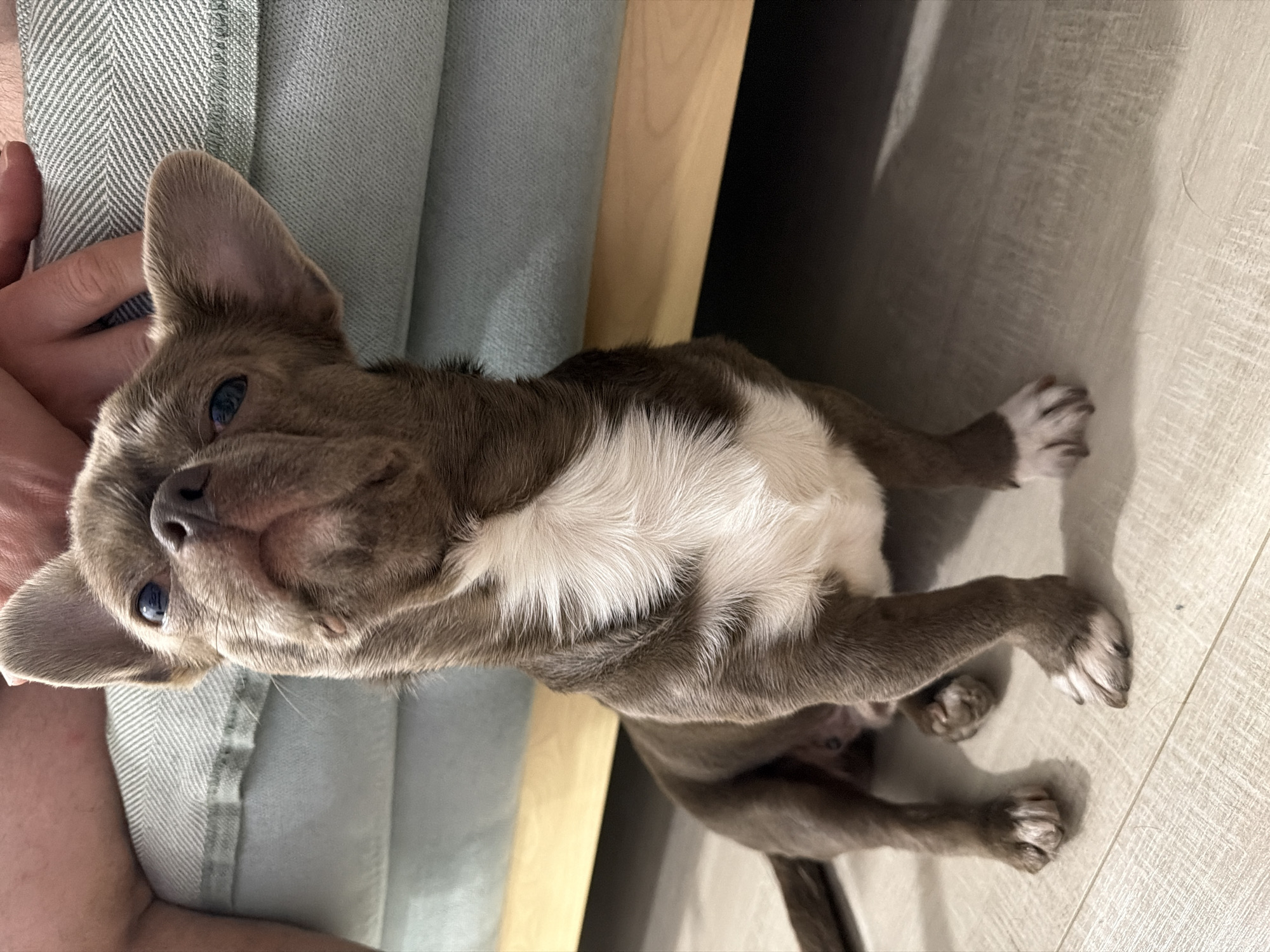 A medium shot depicts a brown and white Chihuahua-like dog lying on its side on a light-colored wood-look floor. The dog's head rests against a blue-gray fabric surface, possibly a couch or cushion. Part of a wooden frame is visible next to the fabric. The dog is facing towards the viewer with a relaxed expression. The background is dark and out of focus. The location is not discernible, and there is no evidence to suggest the location is Votkinsk, Russia.