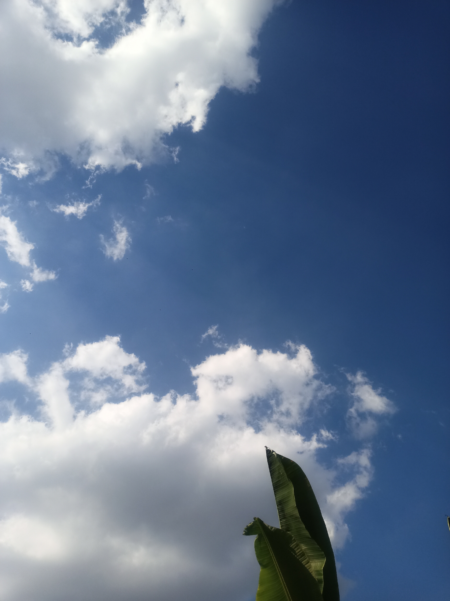 In Karangtalun, Indonesia, this image captures a vibrant blue sky adorned with scattered white clouds. The lower right portion of the frame features the striking green leaves of a banana plant, their tips pointing upwards. Sunlight streams through the scene, illuminating the clouds and casting a bright atmosphere. The image is an outdoor shot, likely taken during the day.