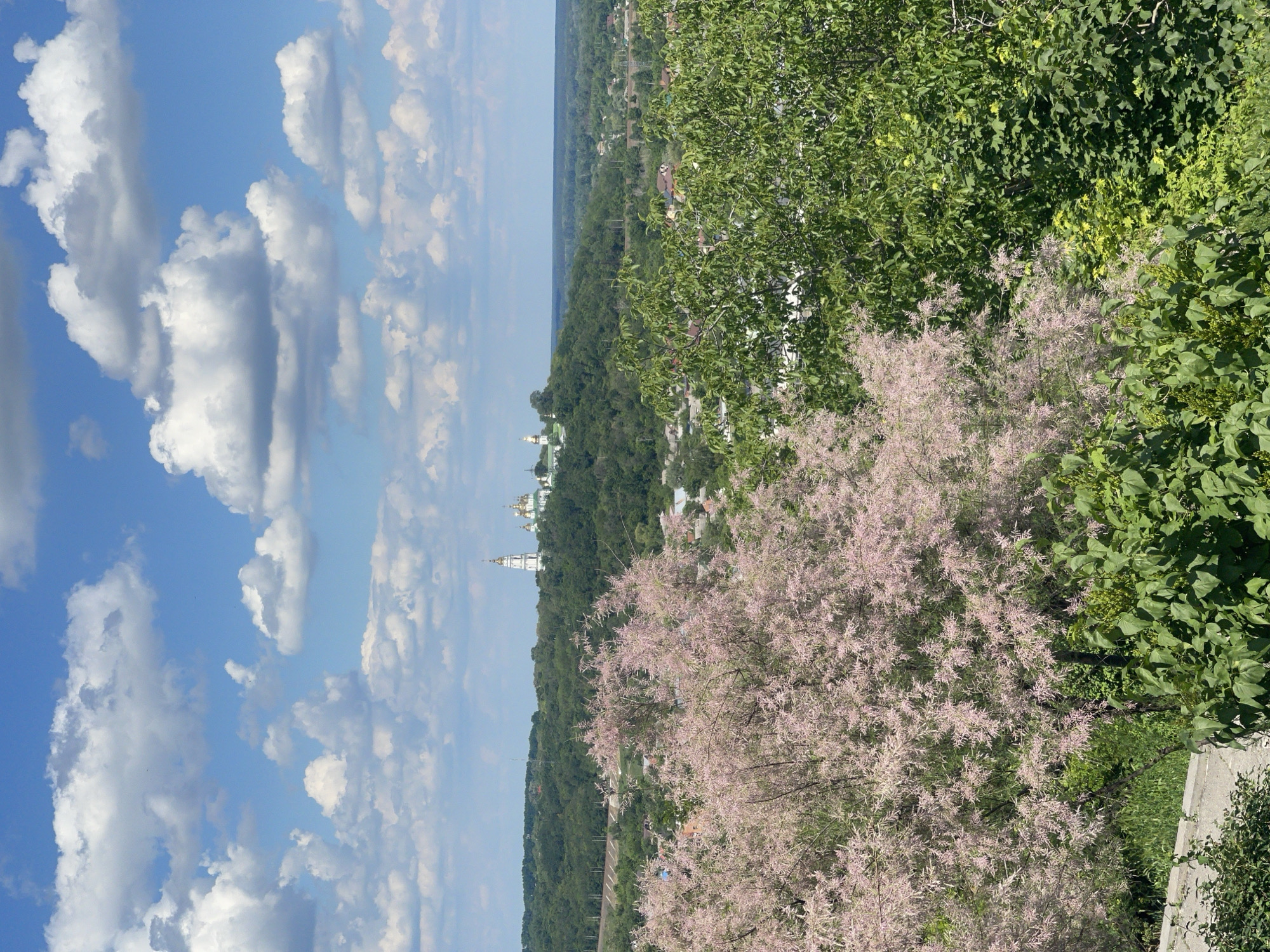 The image presents a scenic landscape captured from an elevated viewpoint on a bright, sunny day. The upper portion of the frame is dominated by a clear blue sky, interspersed with fluffy white cumulus clouds.
In the foreground and midground, a dense collection of green foliage from various trees and shrubs fills the right side of the image. A notable feature is a bushy plant adorned with delicate, light pink, wispy flowers or seed heads. Hints of a concrete or stone wall and grass are visible at the bottom right.
The mid-distance, stretching across the center and left, showcases a vast expanse of verdant green forest or wooded hills, reaching towards a distant horizon line. Rising above this treeline, several white architectural structures with distinctive golden, onion-shaped domes are visible, characteristic of Eastern Orthodox churches or monasteries.
The scene conveys a sense of tranquility and natural beauty, with the distant religious complex adding a cultural landmark to the expansive, green landscape. The weather appears fair, suggesting a warm season like late spring or summer. No people or specific activities are discernible. There is no visible text.
