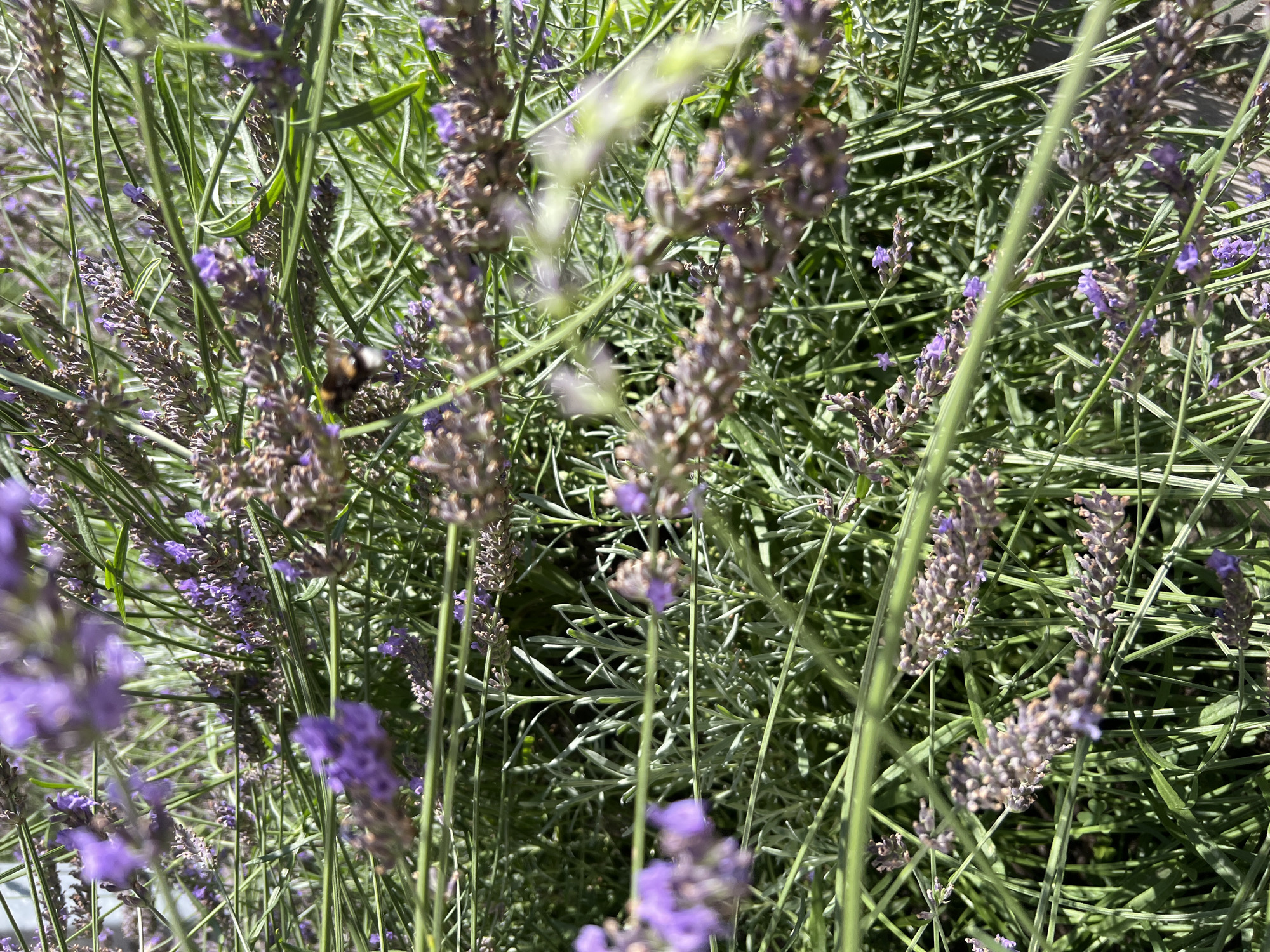 This is a close-up, eye-level, vertical outdoor shot of a dense lavender field in Kryzhanivka, Ukraine. The lavender is predominantly purple and in various stages of bloom, with some flowers appearing dried or developing seed heads. Long, slender green stems and leaves are interwoven throughout the image, creating a sense of depth and fullness. A bumblebee is visible in the mid-ground, actively foraging on one of the lavender stalks. The lighting suggests it is daytime, with sunlight illuminating the scene and casting shadows. The focus is sharpest on the lavender and the bee, with some areas of the field appearing slightly blurred due to depth of field. The overall impression is one of a natural, vibrant, and active ecosystem.