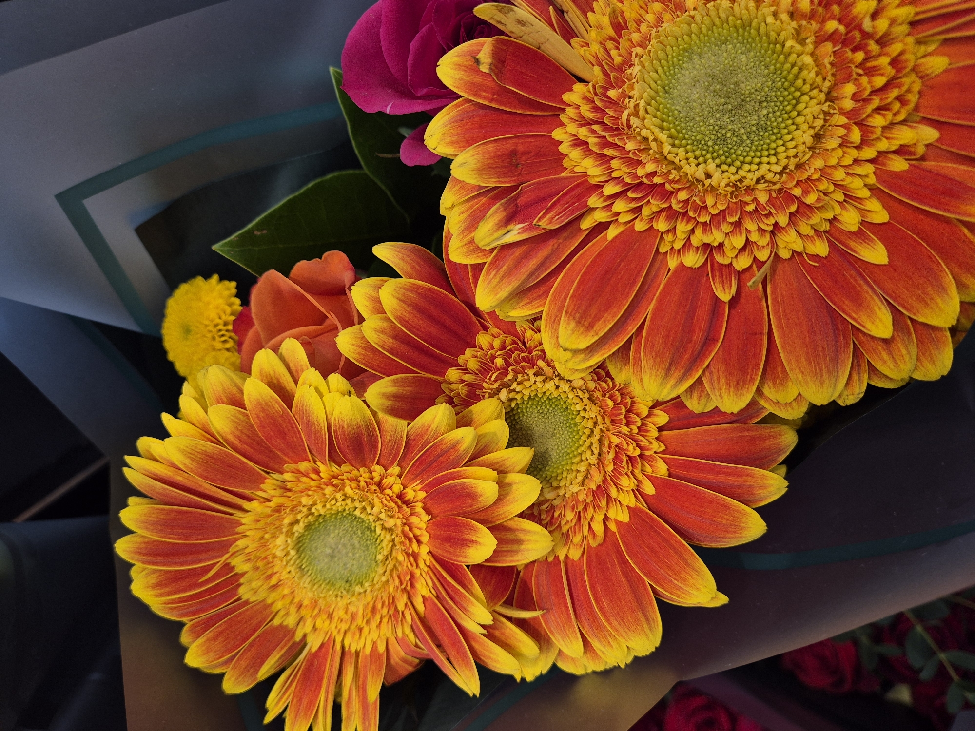 A vibrant close-up image captures a bouquet of fresh flowers, predominantly featuring three large gerbera daisies. Two full gerbera daisies are prominently displayed, one at the top right and another towards the bottom center, with a portion of a third visible at the bottom left. Their petals exhibit a striking gradient, transitioning from a rich orange-red at the base to bright yellow at the tips, surrounding dense, intricate green and yellow centers.
Interspersed among the gerberas are other blooms: a deep pink or magenta rose peeks out from the upper left quadrant, and a smaller, textured yellow flower is visible near the bottom left. Green foliage provides a lush backdrop to the colorful arrangement.
The flowers are artfully wrapped in a dark material, likely plastic or heavy paper, which creates a contrasting background. A translucent light blue-green edge of the wrapping is visible in the upper left corner, while the dark wrapping at the bottom right reveals a blurred background of red roses, hinting at a setting like a flower shop or market. The lighting is soft and even, highlighting the intricate details and vivid colors of the petals. No people or visible text are present, and the time of day or specific weather conditions cannot be determined from the image. The overall impression is one of natural beauty and cheerful vibrancy.