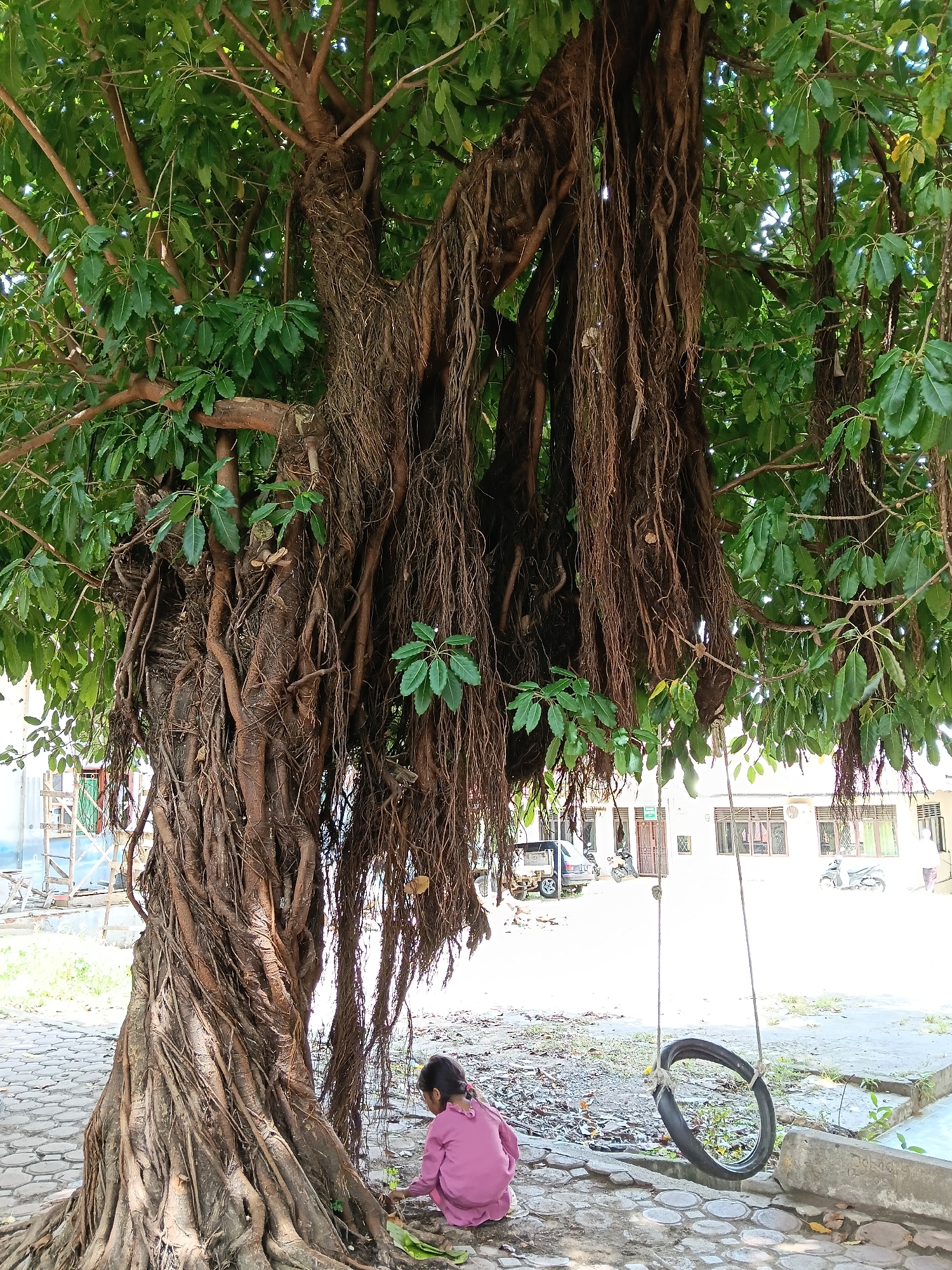 The image shows a large banyan tree with numerous aerial roots hanging down. A small child wearing a pink shirt is kneeling on the ground near the base of the tree, possibly playing or examining something on the ground. A tire swing hangs from one of the tree's branches.
The background reveals an urban environment with buildings and vehicles parked along the street. Based on the prompt, the location is the city of Lhokseumawe, Indonesia. The ground is paved with hexagonal pavers. The lighting suggests it is daytime.