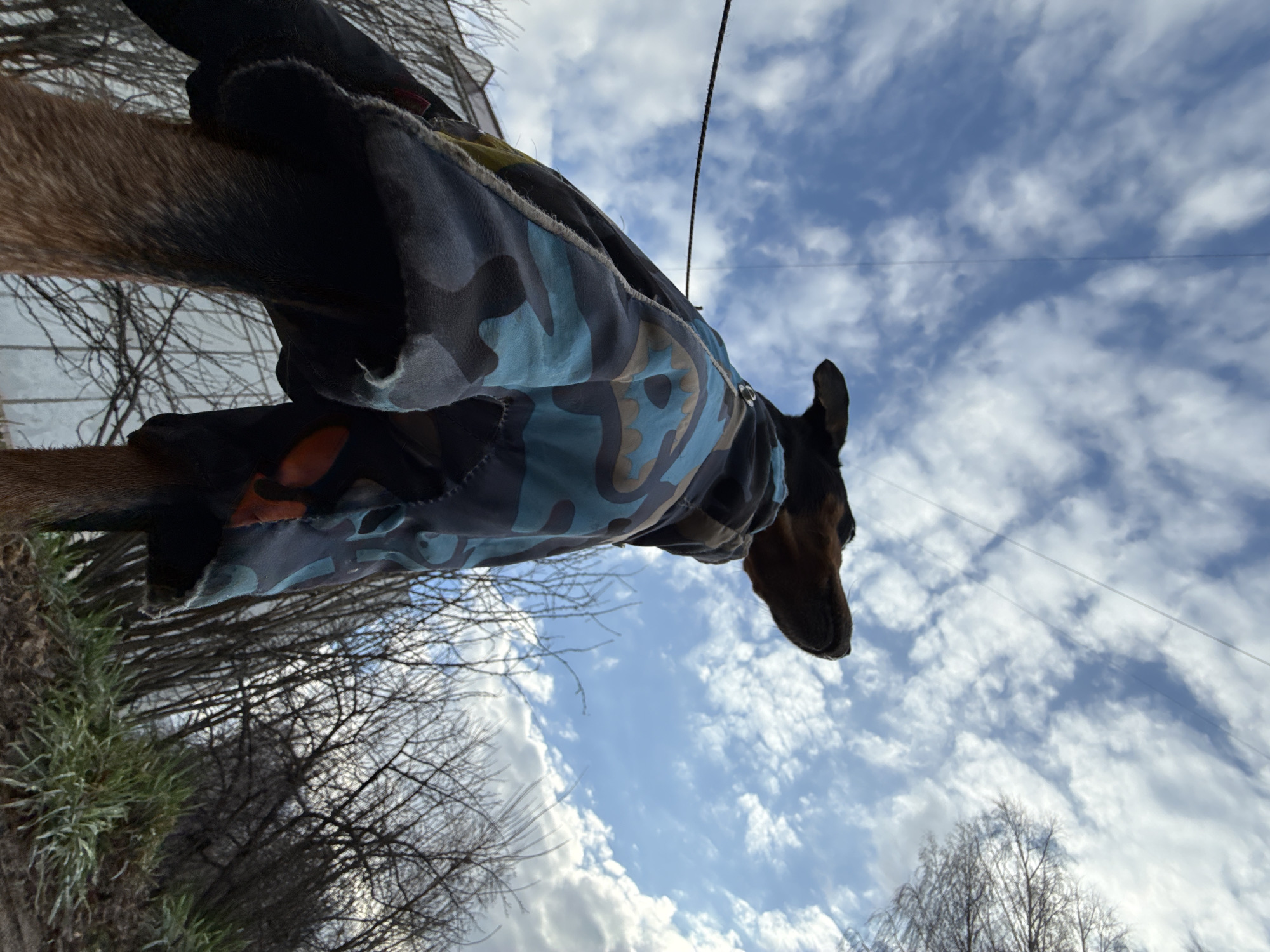 A low-angle shot shows a Doberman dog wearing a camouflage patterned coat. The dog's head and front portion of its body are visible against a backdrop of a partly cloudy sky. Below, bare tree branches are visible. The location is Chaikovsky, Russia.