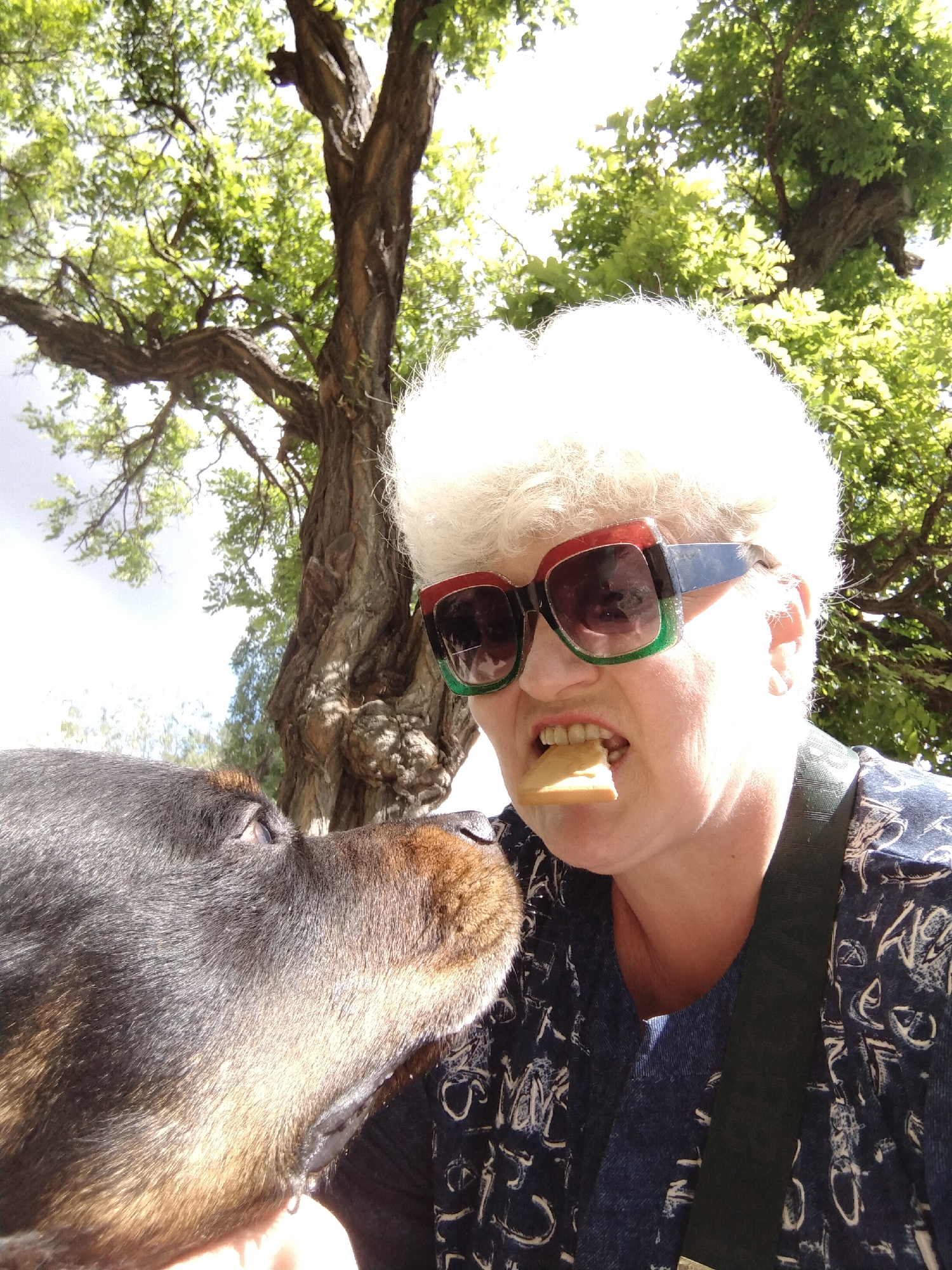 The photo shows a person with short white hair and large sunglasses with red and green frames, holding a rectangular cracker in their mouth. A dog with black and brown fur has its nose near the cracker and the person's mouth. The person is wearing a dark blue and white patterned shirt. A tree with green leaves is in the background. This image was taken outdoors, the location in the city of Horishni Plavni, Ukraine is not discernible from the image.