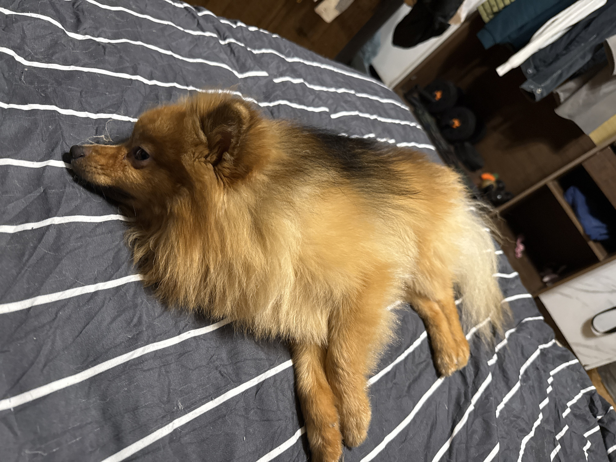 A light brown Pomeranian dog is lying on a bed with black and white striped bedding. The dog is facing downwards and to the left, with its head resting on the bed. Its body is stretched out. The background shows a closet with clothes and shelves. The scene appears to be indoors, likely a bedroom. The location is not specified.
