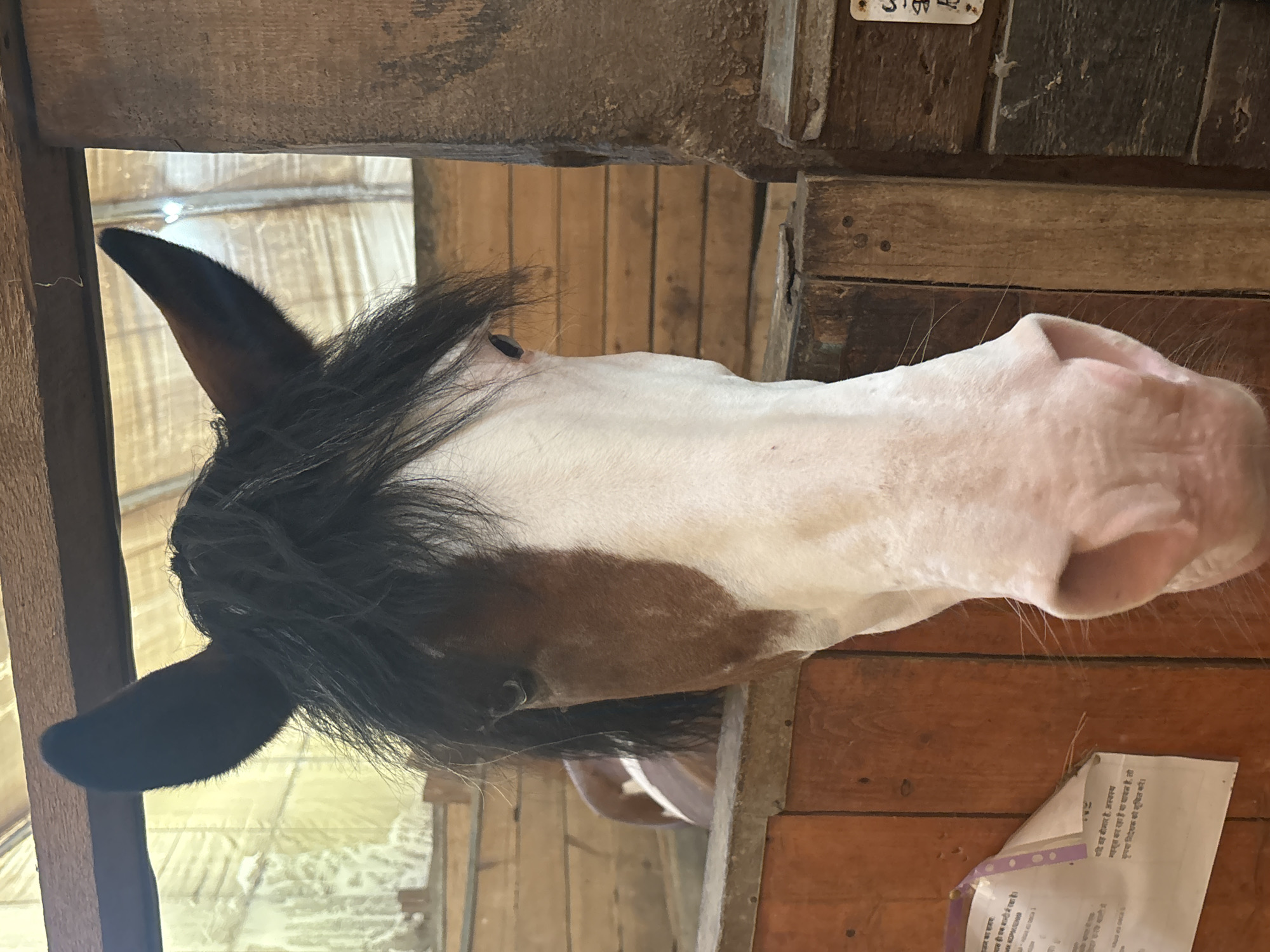 A close-up, eye-level shot shows the head of a horse looking directly at the camera from within a stable stall. The horse has a black mane and forelock, and a white face with a large brown patch covering its left eye and extending down its nose. Its ears are dark brown and erect. The stall is constructed of rough-hewn wooden planks, some stained a reddish-orange and others weathered to a gray-brown. A white paper with text in a non-English language is attached to the left stall wall. The background is out of focus, showing the interior of the stable with wooden beams and a translucent roof. The image does not provide information about the city of Pavlovsk, Russia.