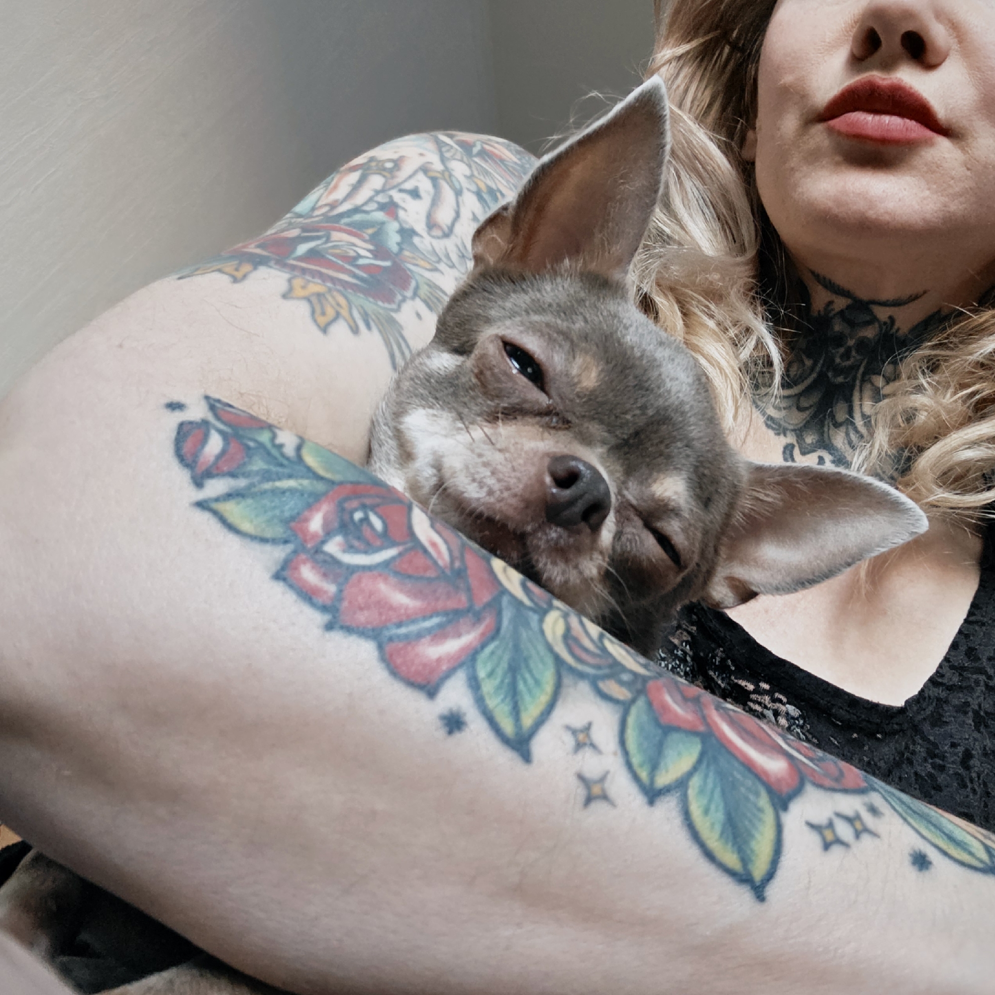 A woman with numerous colorful tattoos on her arm is holding a small, gray chihuahua dog. The dog is nestled in her arm, with its eyes partially closed, appearing relaxed. The woman's lips are visible, painted a shade of red. She has a tattoo on her neck and wears a black lace top. The setting appears to be indoors. The location is not evident from the image.