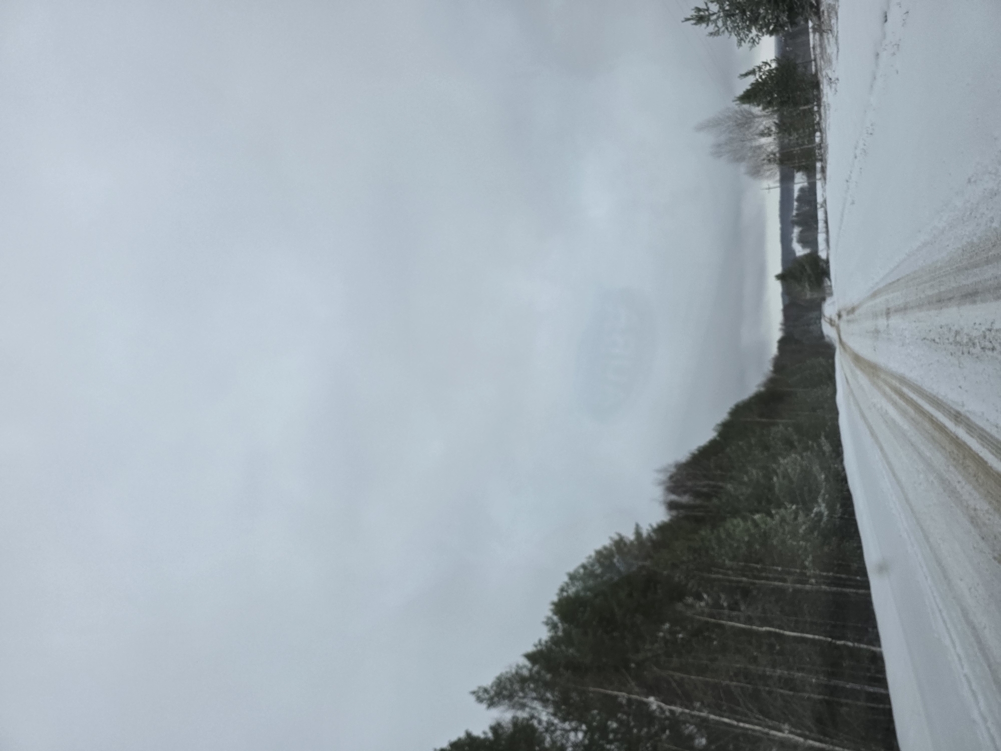 The image depicts a snow-covered road running through a rural landscape, likely in the vicinity of Nekrasovo, Russia. The road surface shows evidence of vehicle traffic, with tire tracks visible in the snow. Trees line the side of the road, some covered in snow. The sky is overcast, contributing to the bleak winter atmosphere. There are no people or animals visible in the scene. The image suggests a remote or sparsely populated area.