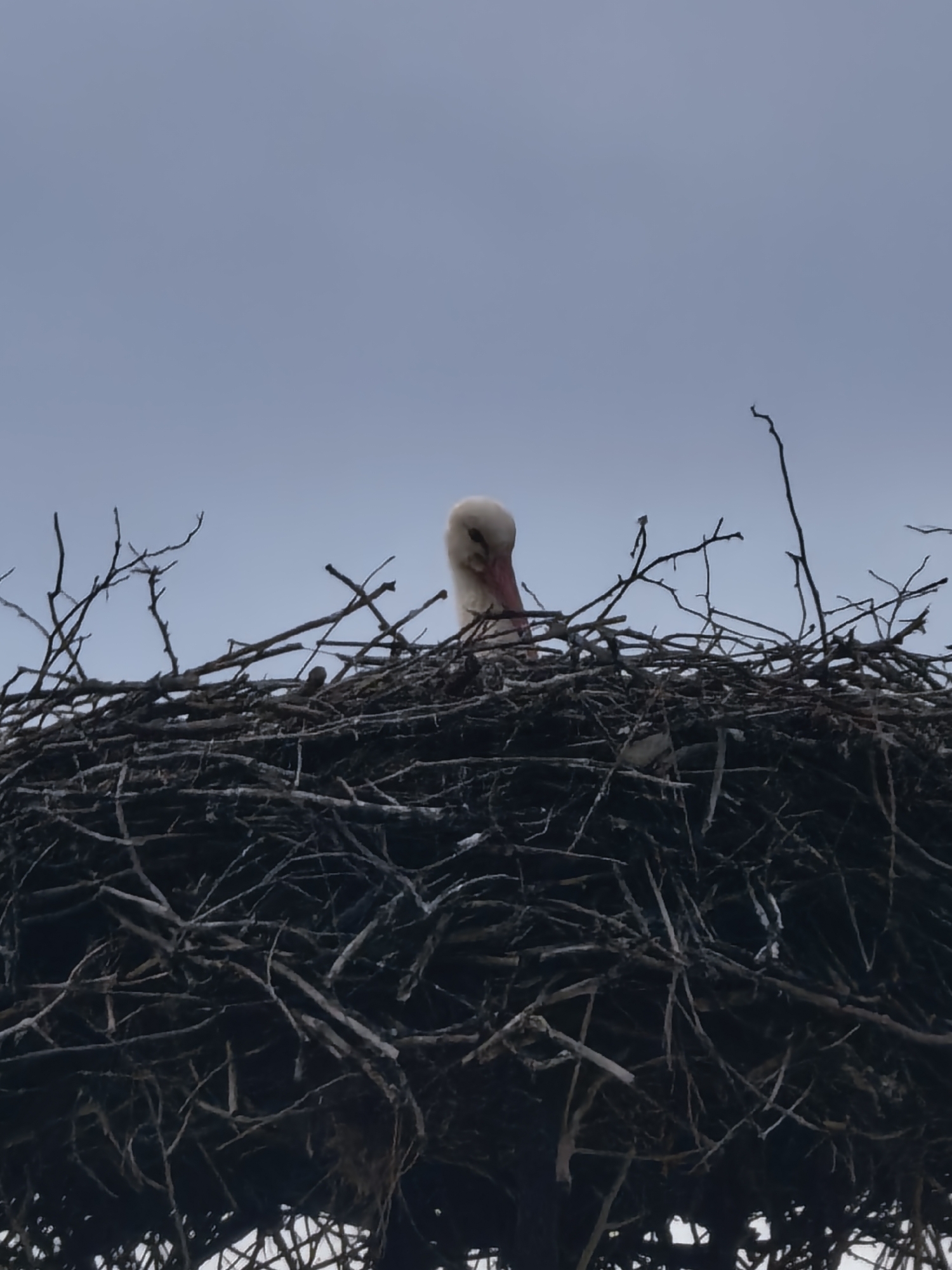 The image presents a close-up, low-angle view of a white stork situated in its large, intricate nest against a muted sky. The primary subject is the stork, whose head, neck, and a small portion of its white body are visible. Its long, pale pink beak is pointed slightly downwards into the nest, and its head is tilted, giving the impression of it looking within or resting calmly.
The nest itself is a massive structure, dominating the lower two-thirds of the frame. It is densely woven from numerous dark brown and gray branches and twigs, showcasing a sturdy and complex construction. Various branches protrude irregularly from the top edge of the nest, framing the stork.
The background consists of a uniform, soft blue-gray sky, suggesting an overcast day. The lighting is diffused and even, contributing to the subdued color palette of the scene. No specific geographical or environmental cues other than the sky are visible. The overall mood is tranquil, capturing a moment of the stork in its natural habitat. There is no visible text in the image.