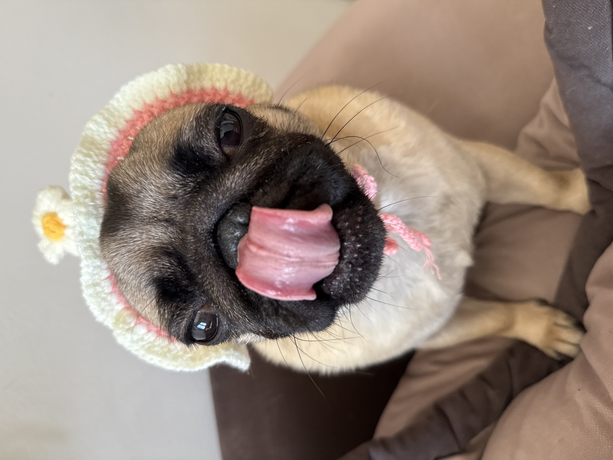 A pug puppy wears a crocheted hat with a white brim and a pink stripe, adorned with a yellow and white flower on top. The puppy's tongue is sticking out, licking its nose. The background is blurred and shows a brown surface. The image is taken from a close-up perspective, focusing on the puppy's face. The location is not specified.
