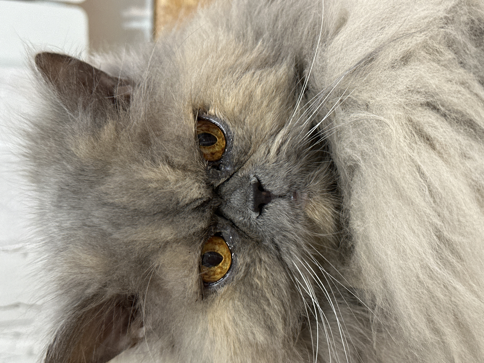 A detailed, close-up, frontal portrait features a long-haired domestic cat, likely a Persian or a similar brachycephalic breed. The cat's dense, fluffy fur is predominantly a muted greyish-lilac hue with subtle light brown undertones, particularly around the muzzle and brow. Its prominent, round eyes are a striking amber-orange color, reflecting light and displaying narrow, vertically elliptical pupils. A slight accumulation of moisture is visible around the lower eyelid of the viewer's left eye. The small, flat nose is dark grey to black. Numerous long, white whiskers protrude horizontally from either side of the muzzle. The ears are small, triangular, and covered in fur, with the inner ear appearing dark brown. The cat's expression is neutral to stern, characterized by the facial structure. The immediate background is out of focus, consisting of a lighter, indistinct surface, possibly a wall, in the upper and left portions, and a darker, blurred, brownish-tan element on the right. No human subjects or actions are depicted. The scene appears to be an indoor environment.