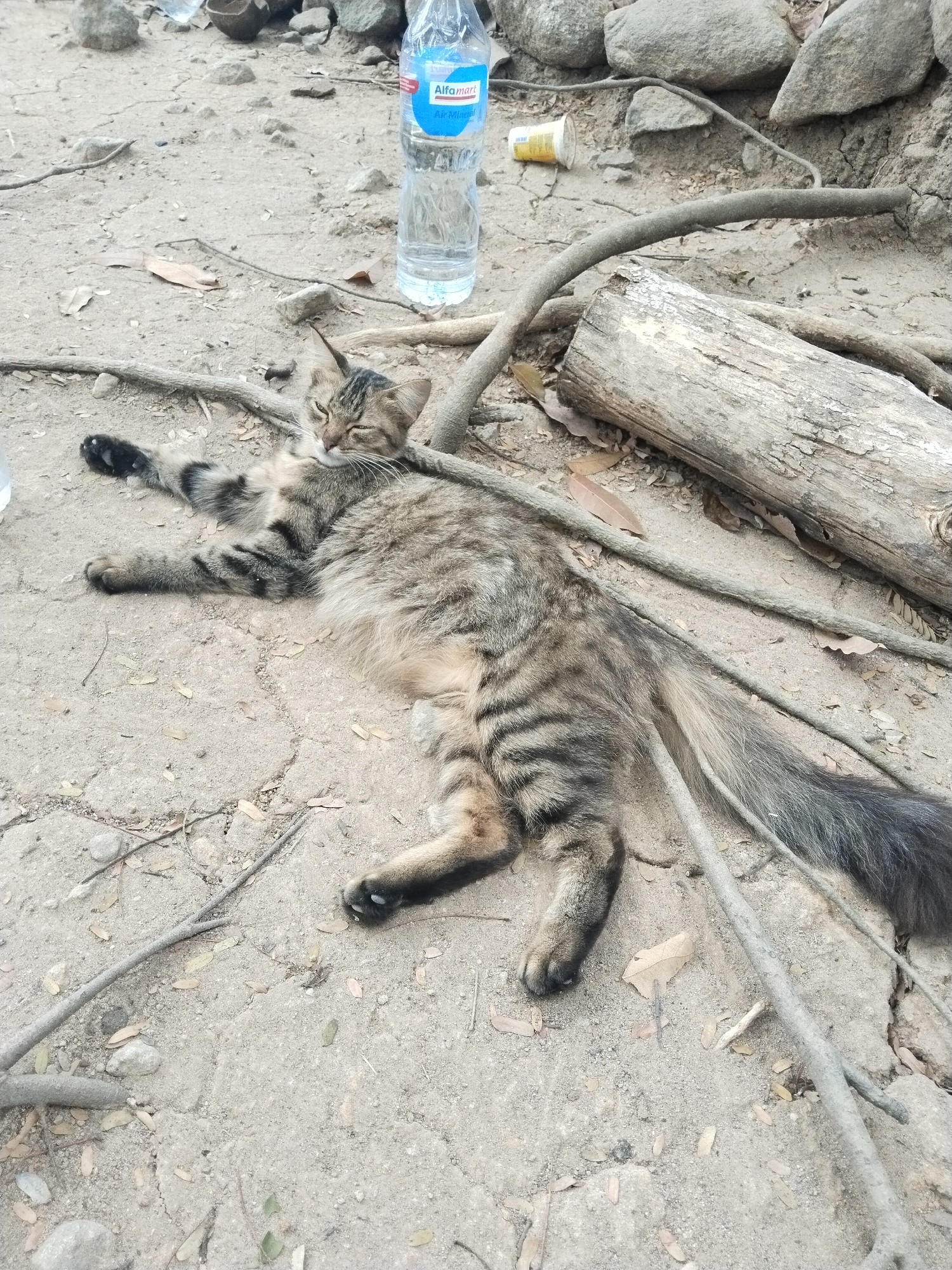 A medium-sized, grey and black tabby cat is lying on its back on the ground, which is composed of dirt and small stones. The cat is resting near a fallen log and several dead branches. To the left of the cat is a partially filled plastic water bottle with a blue and white label that reads "Alfamart Air Mineral." The cat appears relaxed, with its eyes partially closed. The environment suggests an outdoor, possibly neglected, area.