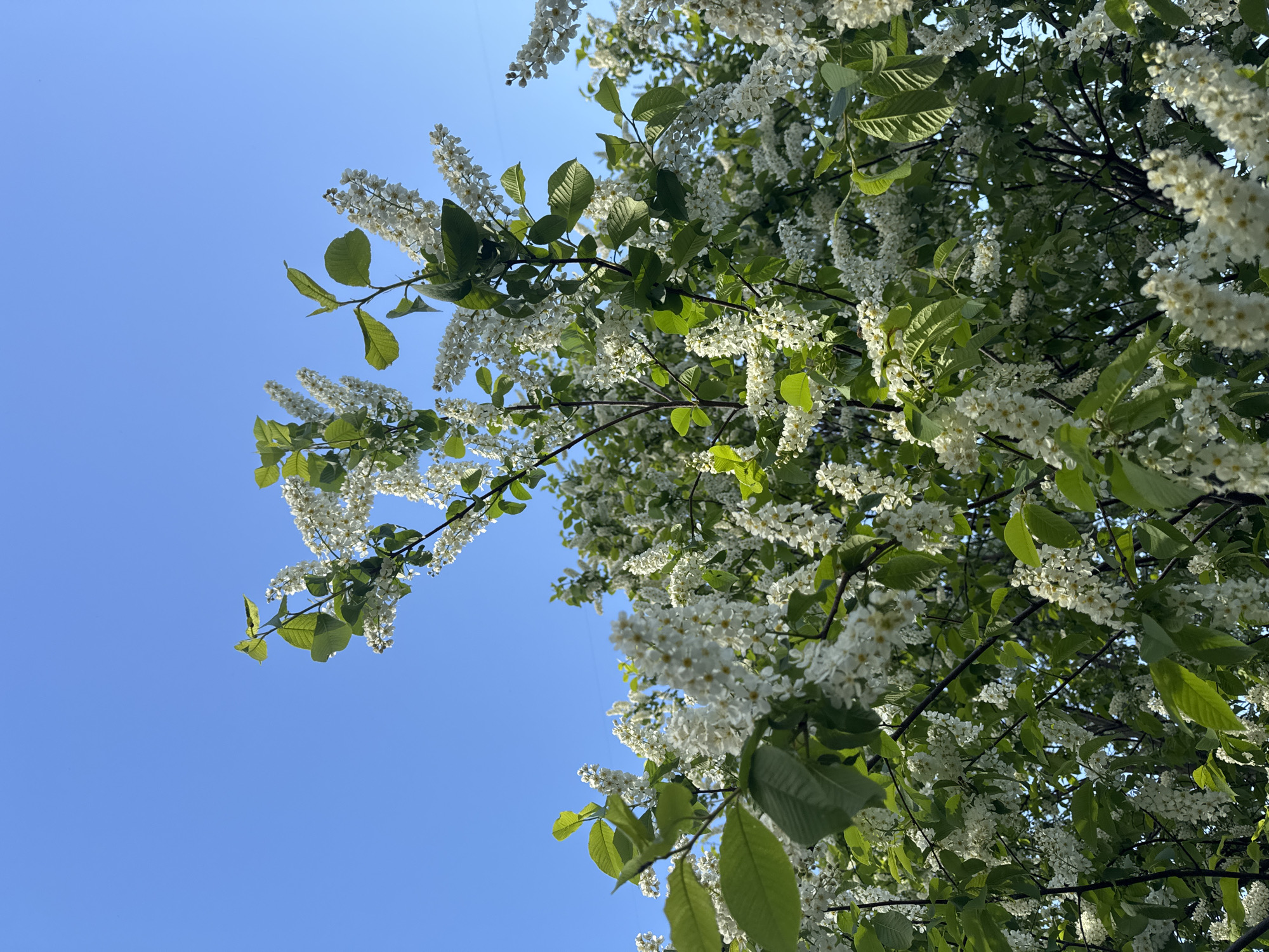 A low-angle shot captures a tree with clusters of small white flowers and green leaves against a clear blue sky. The flowers appear in dense, pendulous arrangements. The tree's branches spread throughout the frame, some extending toward the upper-left corner.