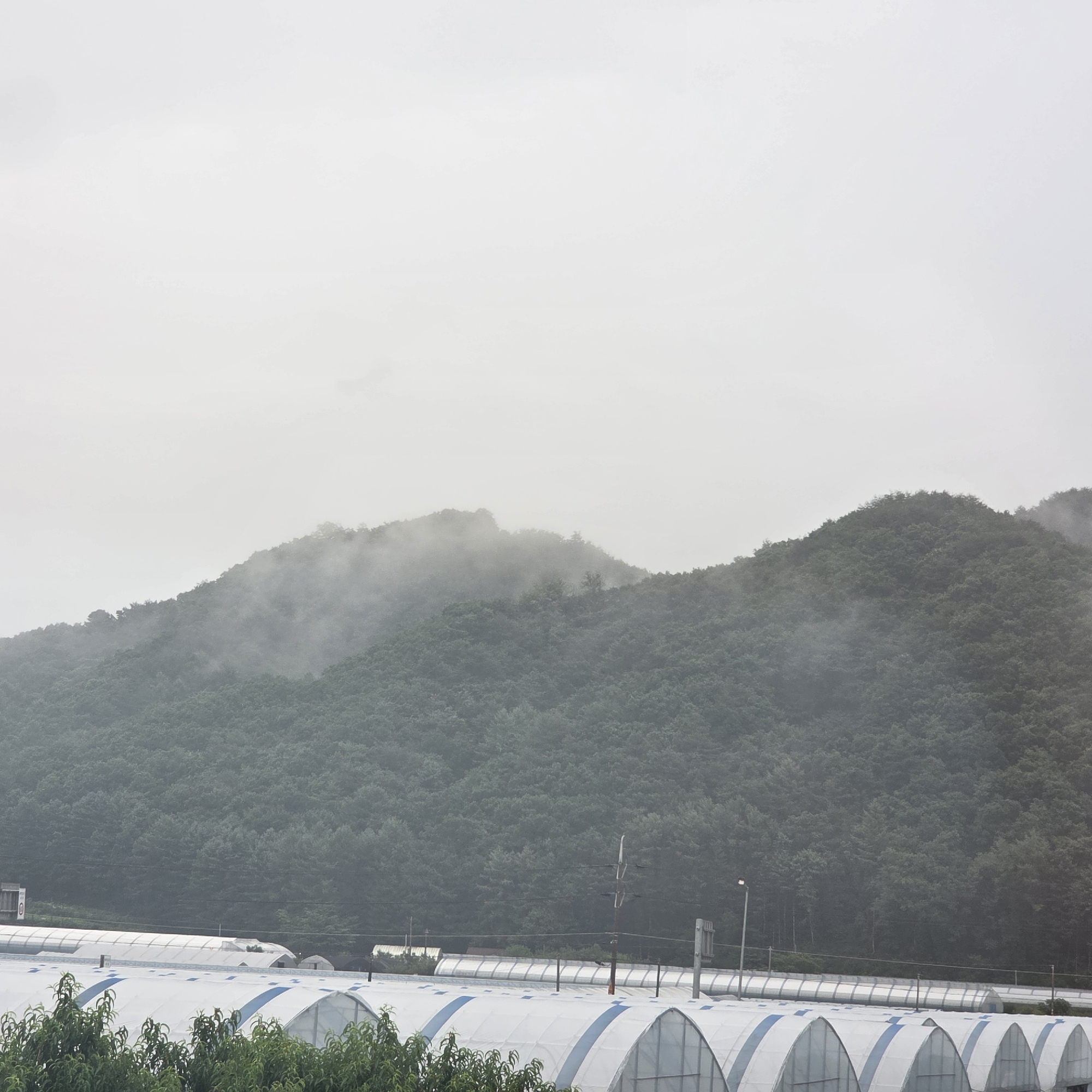 The image depicts a misty, overcast day in Dunnae-myeon, South Korea, with a focus on agricultural greenhouses in the foreground and a forested mountain range in the background. Several white, arched greenhouses with blue stripes are visible across the bottom half of the frame. Lush green trees and foliage are situated in front of the greenhouses. In the middle ground, a series of smaller structures and utility poles are present, with the densely forested mountain dominating the upper half of the image. Fog or mist partially obscures the upper portions of the mountain, lending a subdued, hazy atmosphere to the scene. No people are visible in the image.
