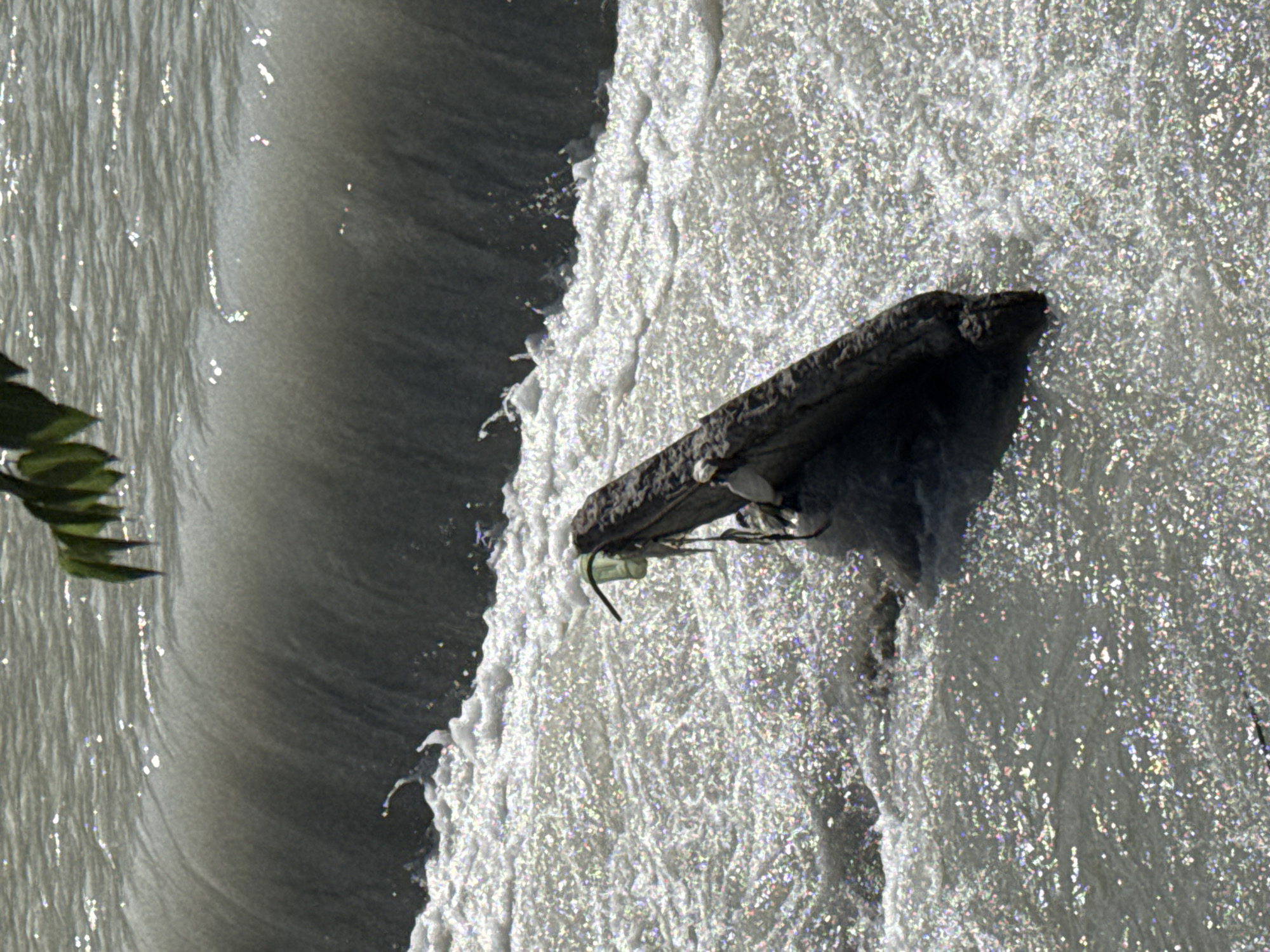 An aerial shot shows a debris-filled river, with a concrete barrier. A single, dark-colored, irregular-shaped object, possibly a log, is lodged in the rapids. A green plastic bottle is tied to the log with string. The water sparkles from the reflection of sunlight, creating a glittery effect. A branch of a leafy green tree hangs from the top of the frame.