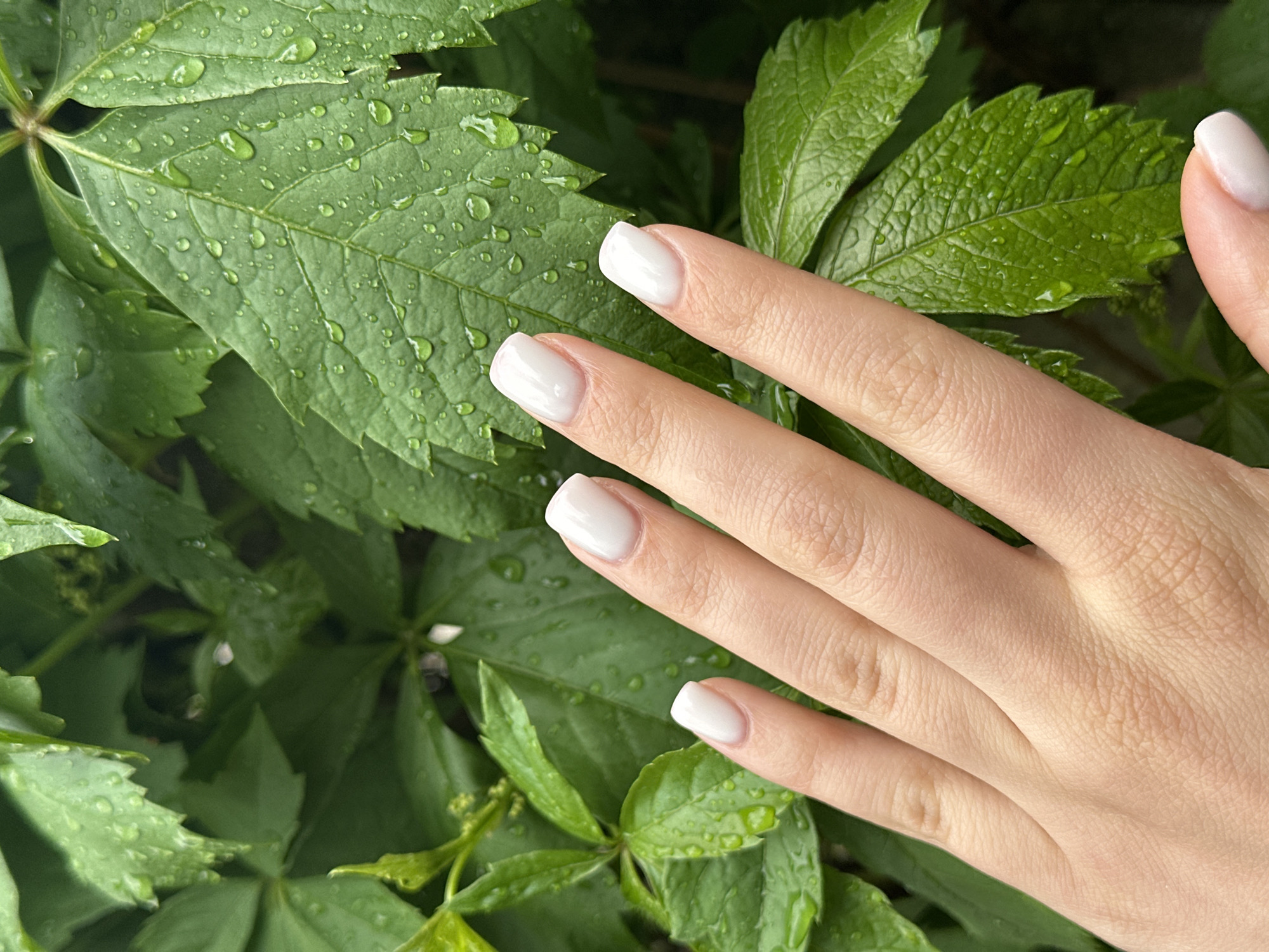 A close-up shot shows a hand with white nail polish resting on green leaves covered in water droplets. The leaves are likely part of a lush garden or natural setting. The scene's location in Sofia, Bulgaria cannot be determined from the visual evidence. There is no explicit information available to indicate location and no landmarks that are instantly recognizable.