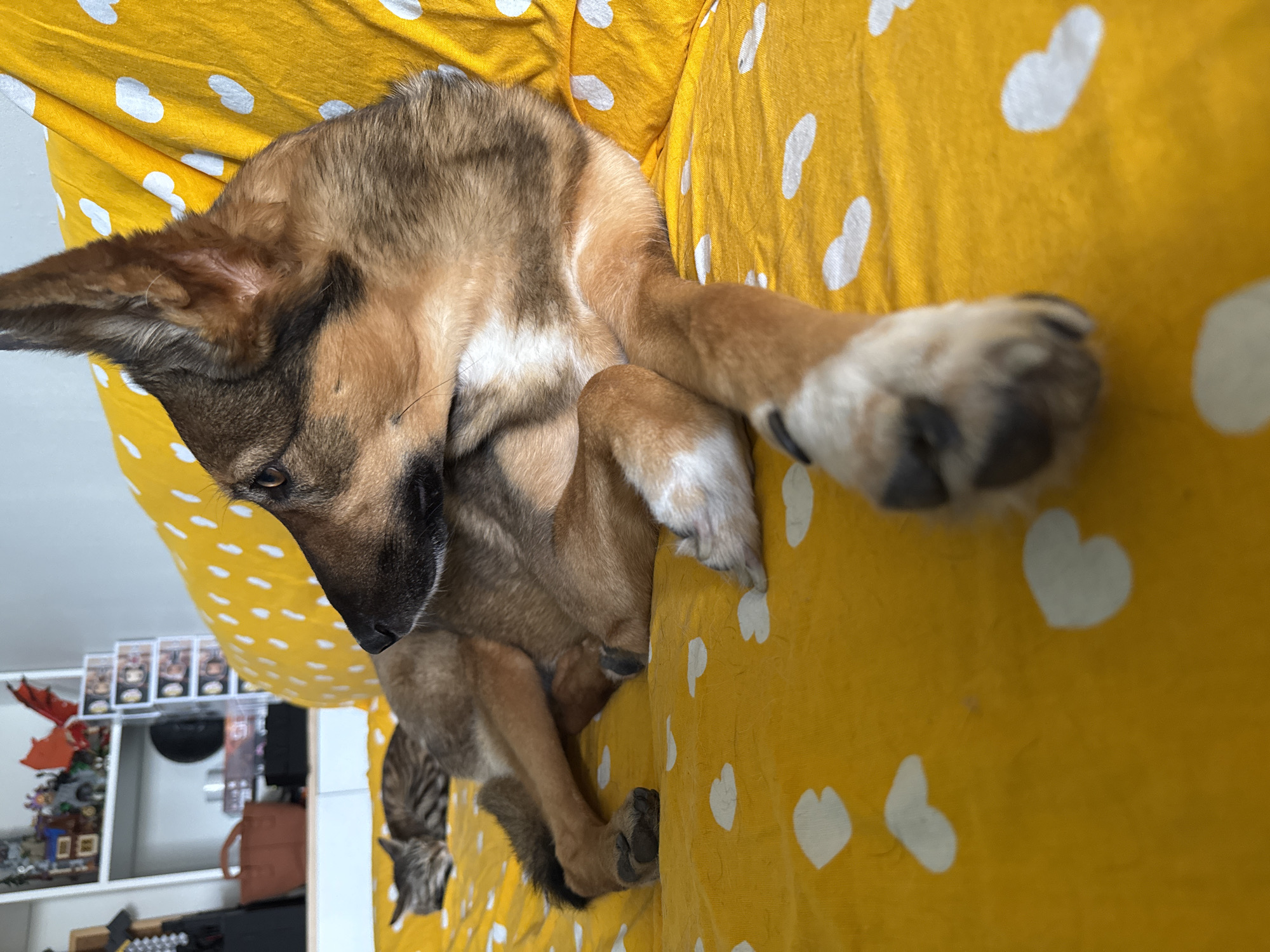 A dog is lying on a yellow surface with white hearts. A cat is sleeping behind the dog. In the background, there is a shelf with toys and decorations. The scene is indoors.
