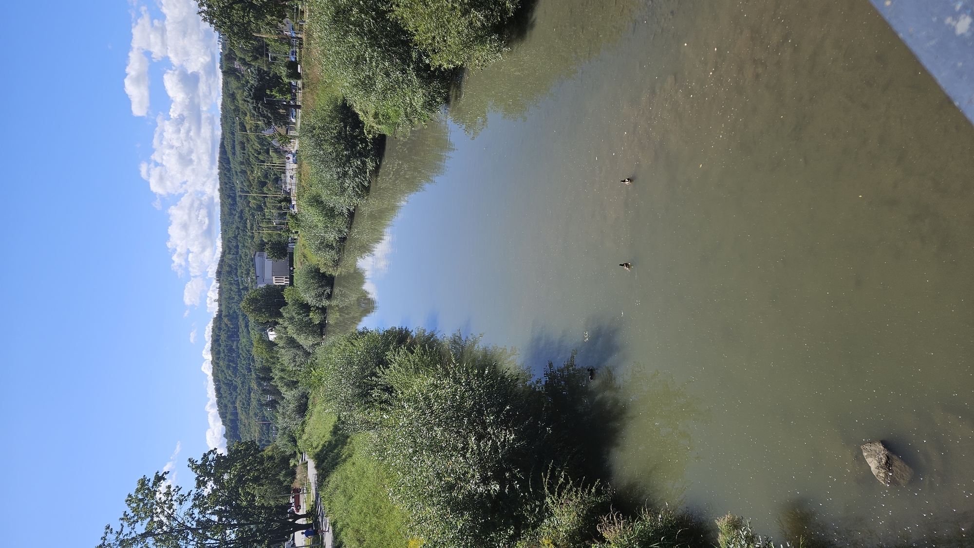 The image captures a wide, calm river flowing through a park-like setting in Prešov, Slovakia. The riverbanks are lined with lush green trees and bushes, creating a natural border. In the distance, a gentle hill covered in dense forest rises under a clear blue sky dotted with white clouds. A few buildings and streetlights are visible on the far bank, suggesting the presence of a nearby town or city infrastructure. Two ducks are swimming peacefully in the middle of the river, undisturbed by the serene environment. A large rock rests in the shallow water near the left bank, partially submerged and creating ripples on the surface. The overall scene conveys a sense of tranquility and natural beauty within an urban context.