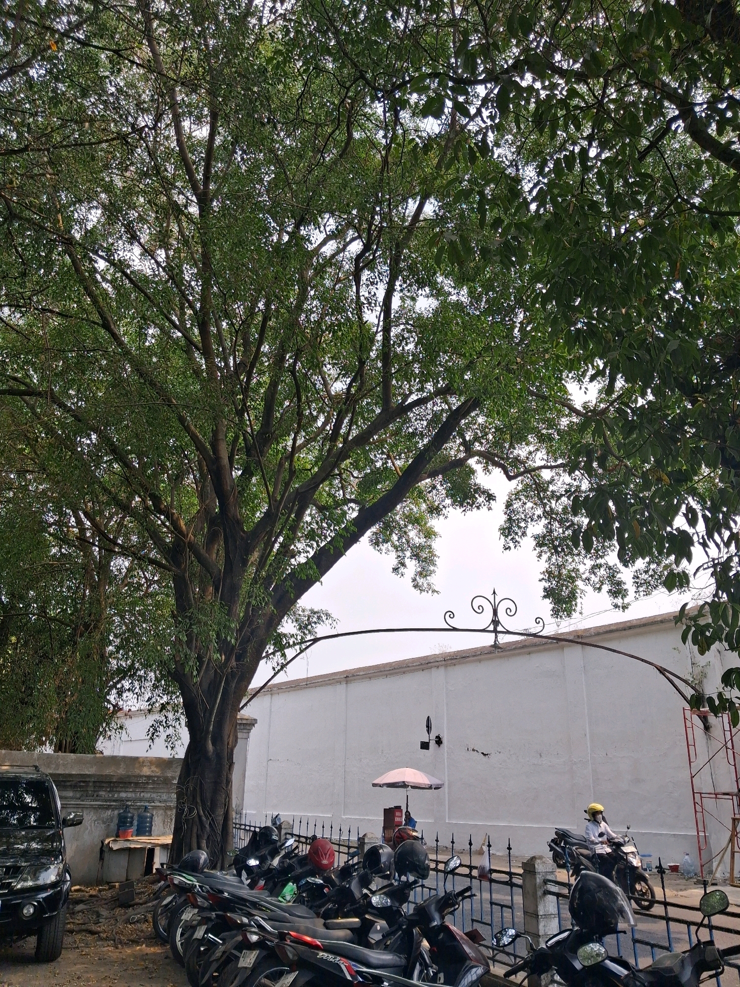 The image depicts an outdoor scene near a white wall in Surakarta, Indonesia. A large, mature tree with dense green foliage dominates the left side of the frame. Beneath the tree, a black SUV is parked on a dirt ground. To the right of the SUV, a collection of motorcycles are parked in rows, secured by a dark metal fence.
A person wearing a yellow helmet and a white shirt is seen riding a motorcycle, passing by the parked vehicles. Further to the right, a pink umbrella is set up, likely for shade, with some items underneath. A red metal scaffolding structure is visible in the far right of the image, near the white wall. The overall environment suggests a public area or a parking lot adjacent to a building. The white wall appears to be part of a historical or significant structure, given its solid construction and decorative archway at the top.