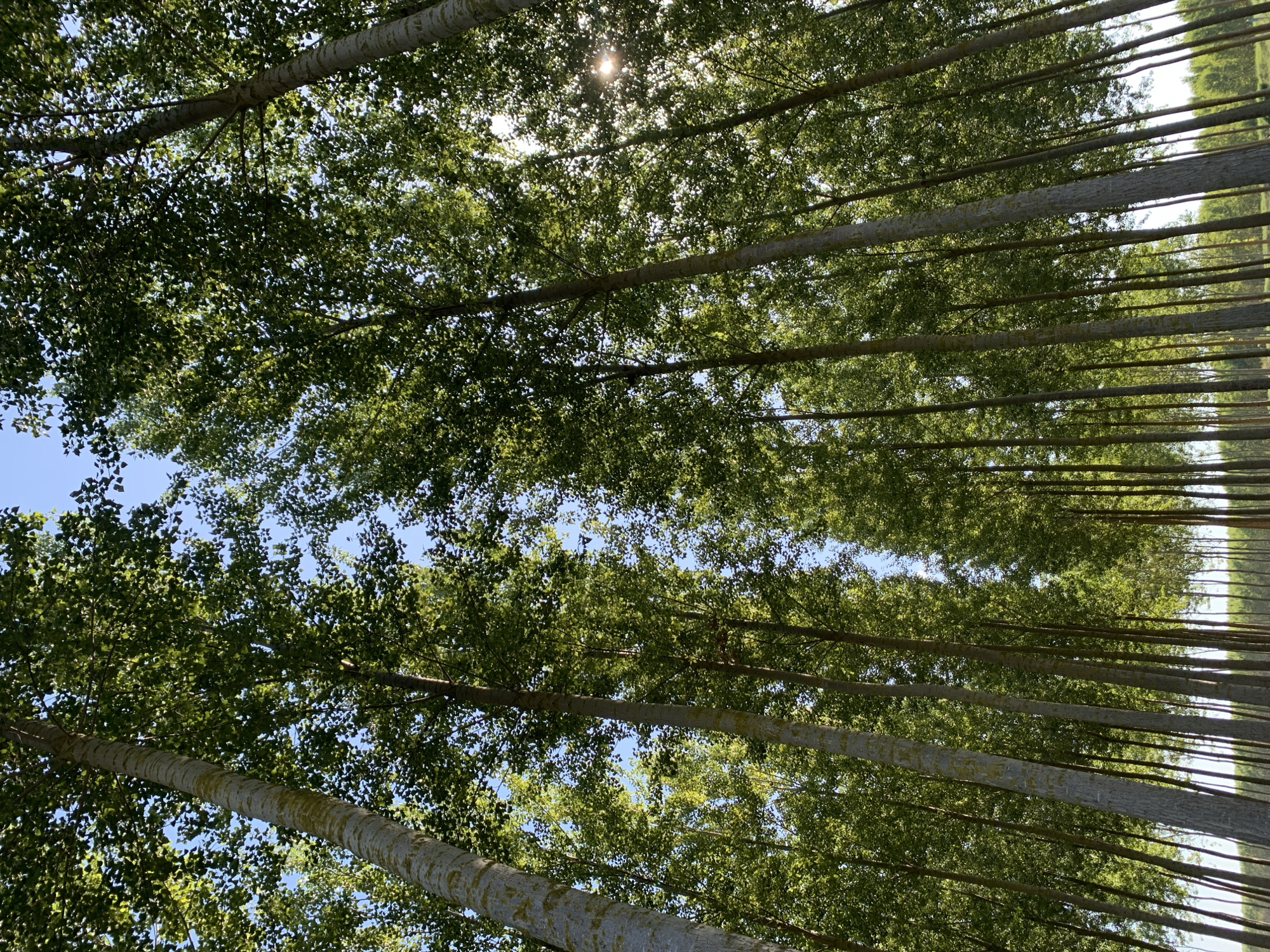 The image captures a low-angle view looking upwards into a dense canopy of tall, slender trees with light-colored bark. The trees are arranged in neat rows, suggesting a managed forest or plantation. Sunlight filters through the vibrant green leaves, creating dappled patterns and a bright sky peeking through in places. The scene is peaceful and natural, with no people or man-made structures immediately visible. The image is attributed to Massenzatica, Italy, implying a rural or semi-rural setting.