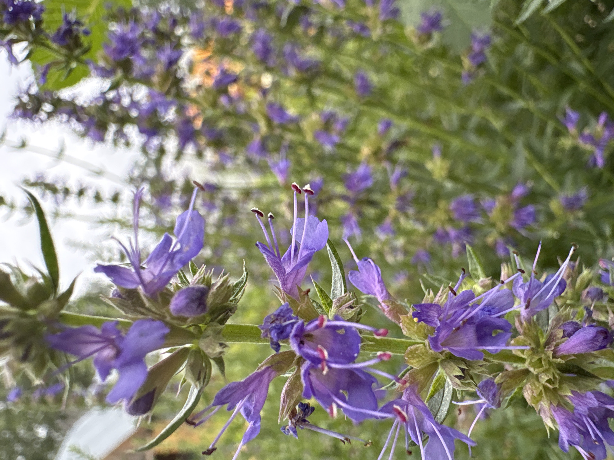 A close-up, vertical shot focuses on a stem of purple hyssop flowers with green foliage and a blurred background of more flowers and greenery. The flowers are tubular with prominent stamens and pistils. The lighting suggests an overcast day. The scene appears to be in a garden or natural setting. No specific location in Ветлужский, Russia, can be identified from the image.