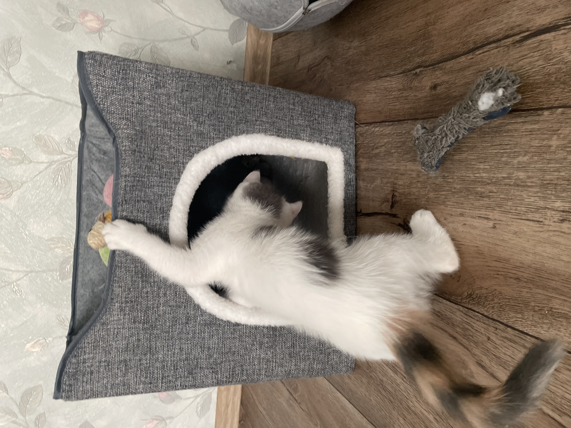 A calico cat with white, gray, and orange fur is playing with a toy inside a grey fabric cat bed. The cat is mostly white with patches of gray on its head and back, and its tail has a calico pattern. One of its front paws is reaching out of the cat bed, grasping a small, tan toy. The cat bed is a dark grey fabric with a lighter grey trim and a white fluffy interior opening. It is placed on a wooden floor. A grey, fuzzy toy, resembling a bone, is lying on the wooden floor to the right of the cat bed. In the background, a wall with a floral wallpaper is visible, and at the top of the image, part of another grey, soft object, possibly another pet bed, can be seen. The lighting suggests it is daytime indoors. The cat appears engaged and playful. There is no visible text in the image.