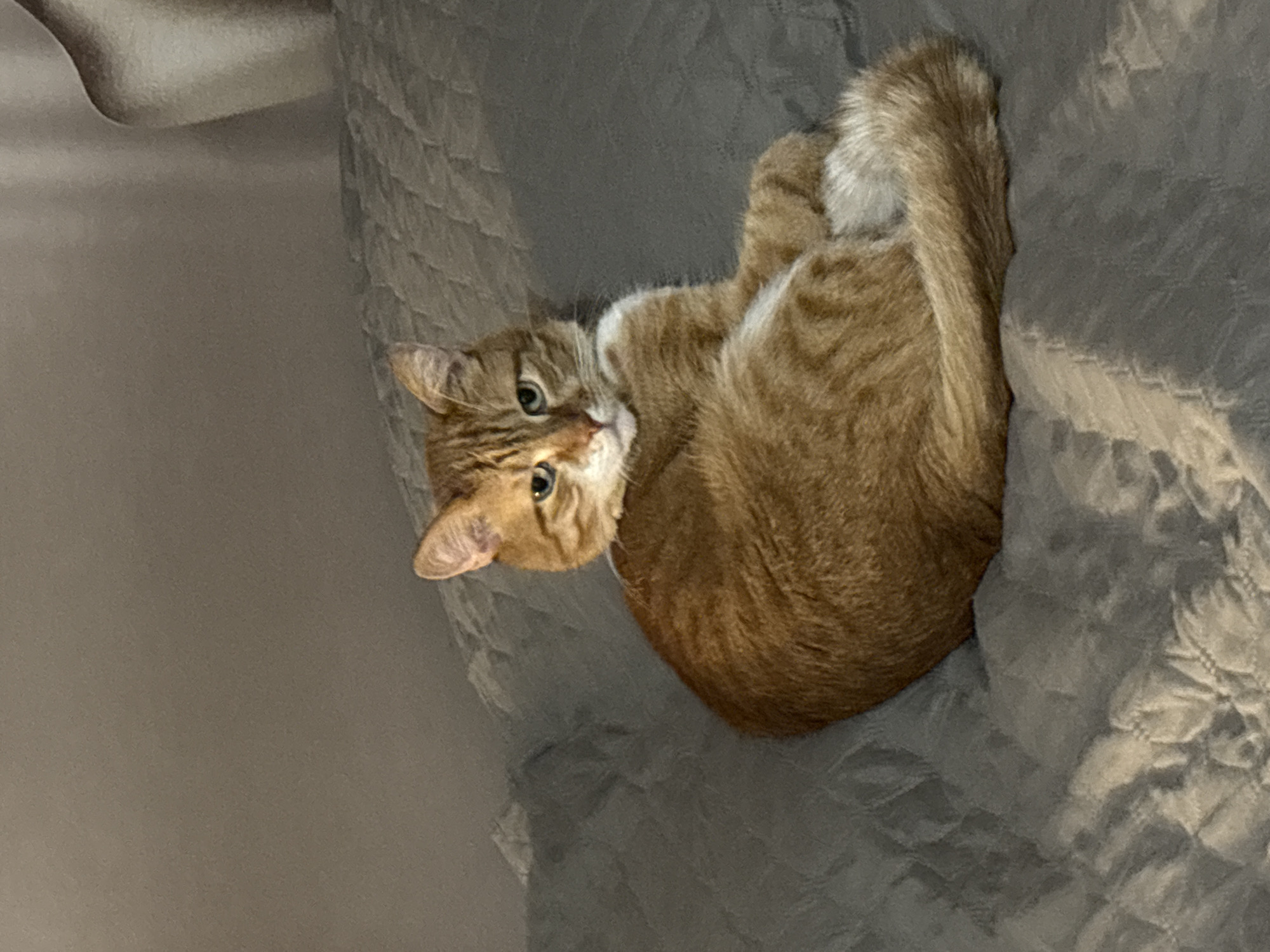 An orange tabby cat lies curled on a gray quilted blanket. The cat's head is tilted towards the viewer, with its eyes open. The cat's tail is curled around its body. The blanket has a textured, quilted pattern. The scene appears to be indoors.