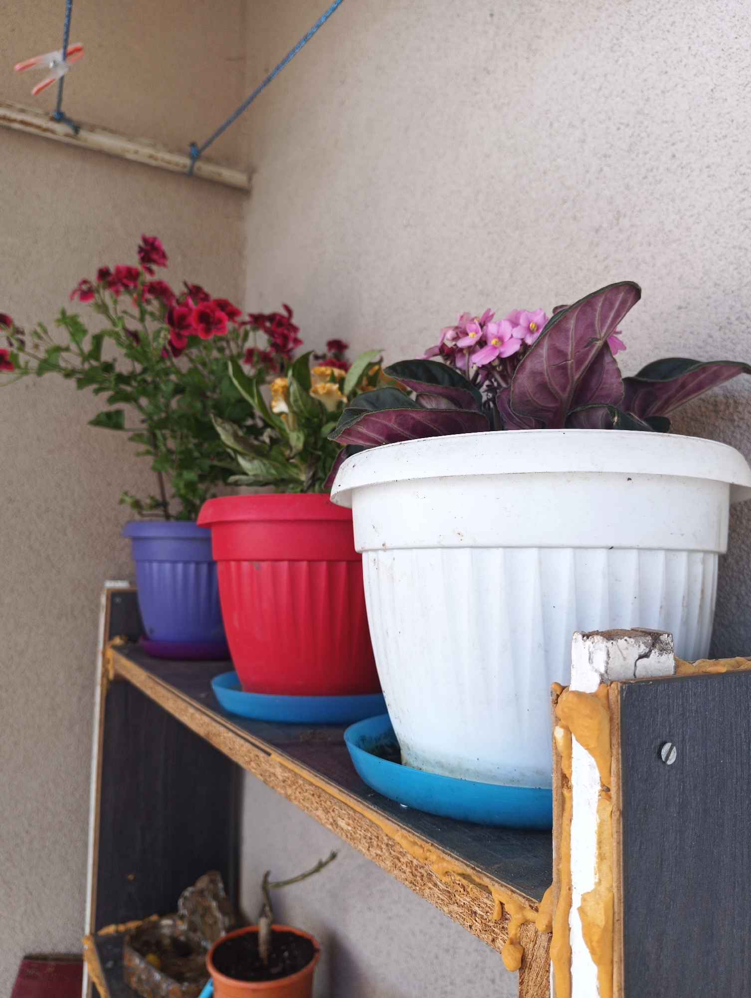 The image shows a close-up view of a shelf on a balcony, located in the city of Karnobat, Bulgaria. On the shelf, there are three potted plants of varying sizes and colors. From left to right, the first pot is a small, vibrant purple pot containing a plant with numerous small red flowers and green leaves. Next to it is a larger, bright red pot with a similar plant, though the flowers are less distinct in this view. The largest pot, positioned on the right, is white and holds a plant with dark green leaves and delicate pink flowers. All three pots are resting on blue saucers. The shelf itself appears to be made of a dark wood material with visible wear and tear, particularly around the edges where orange insulation foam has been applied. Behind the shelf, a textured, light-colored wall is visible, and a blue clothesline with a white and red clothespin is suspended from a white pipe in the upper left corner of the frame. The overall impression is a functional, somewhat rustic arrangement of plants on a balcony.
