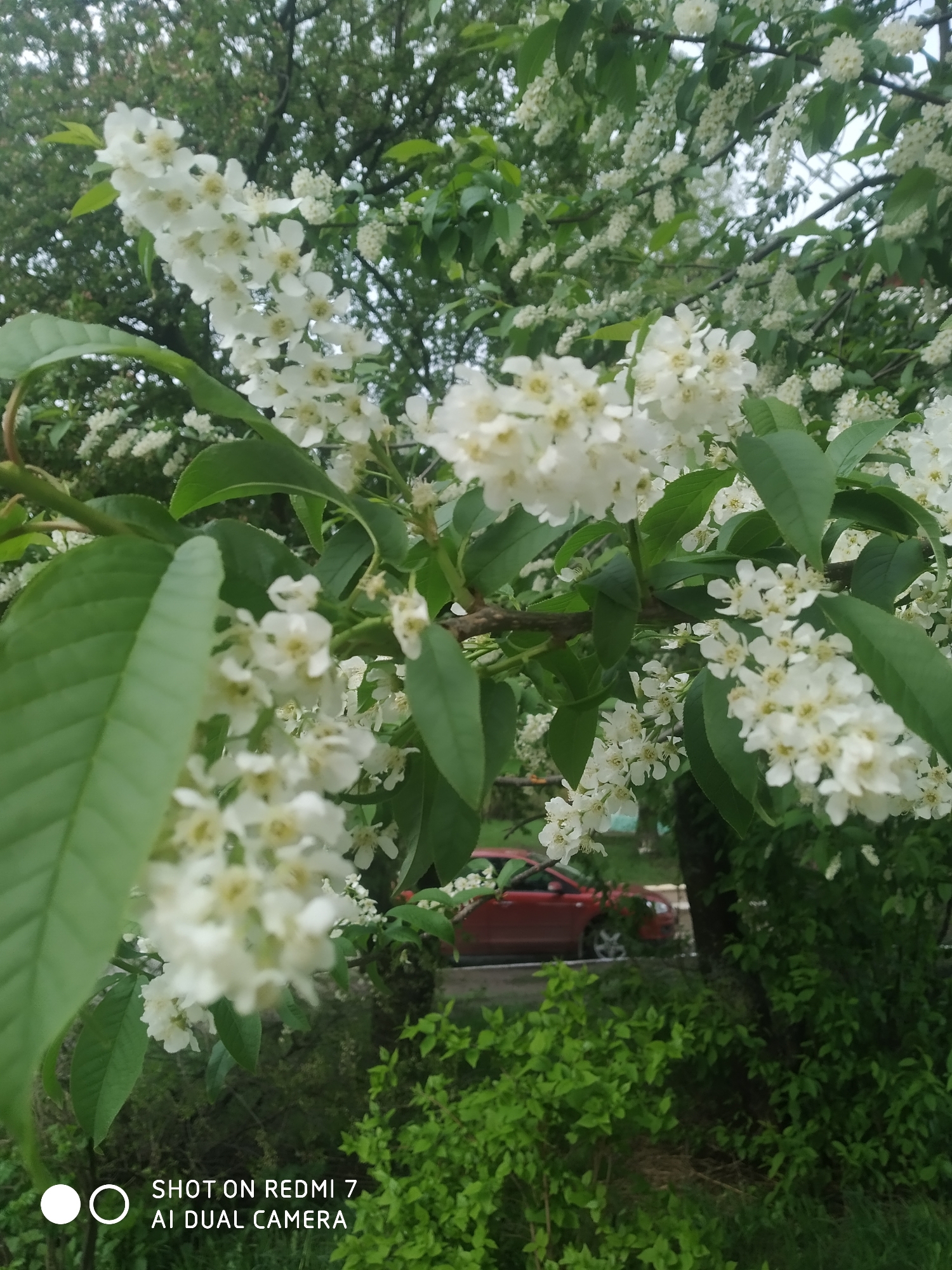 The image shows a close-up of a flowering tree branch, likely a bird cherry, with clusters of small white flowers and green leaves dominating the view. In the background, through the foliage, a blurry red car is partially visible. Beneath the tree, green bushes and grass fill the lower portion of the frame. The photo was taken in the city of Chaikovsky, Russia, as indicated by the metadata.