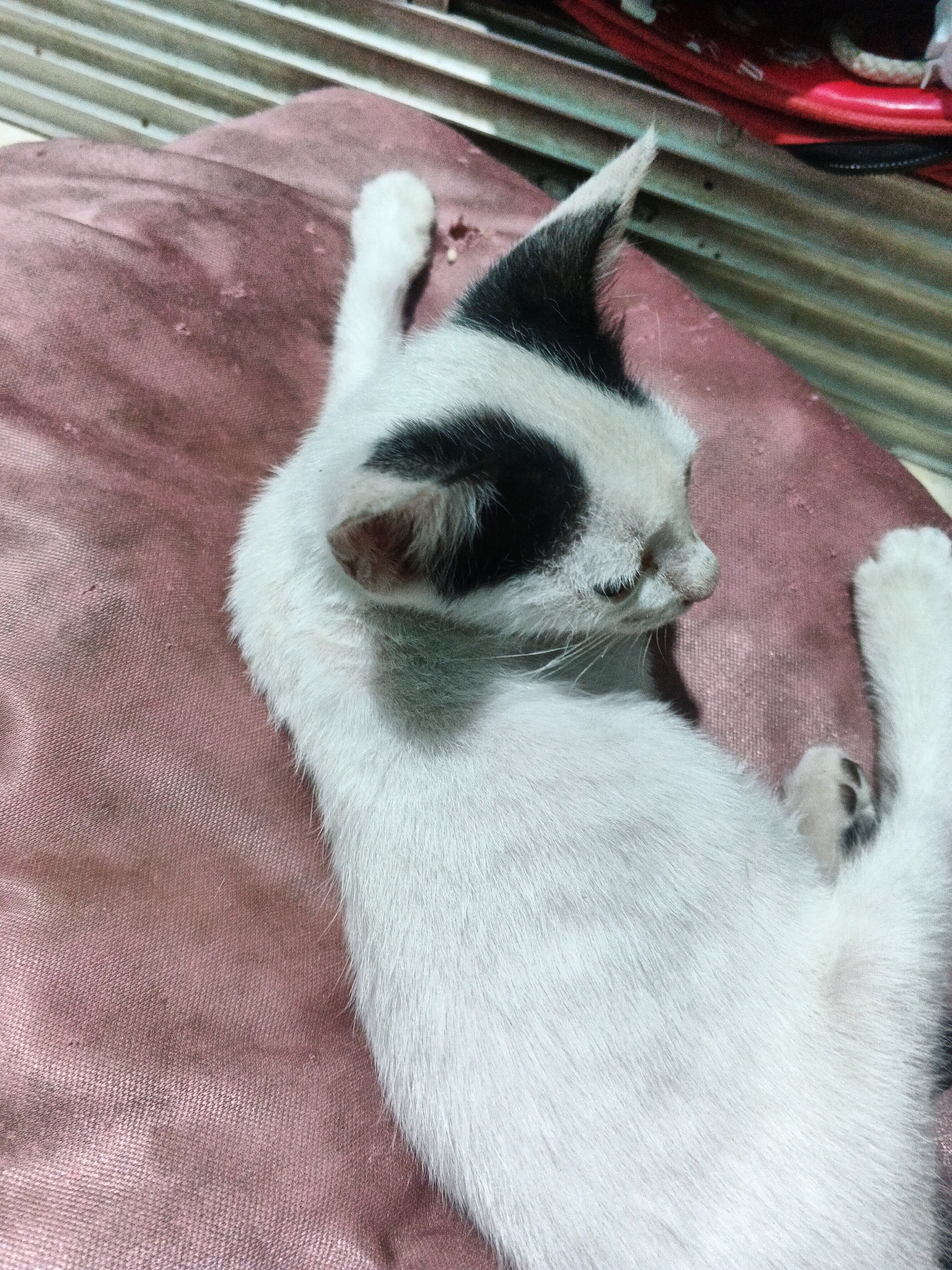 A white and black kitten is lying on a pink surface, possibly a cushion or fabric. The kitten is positioned diagonally from the upper left to the lower right of the frame. Its head is turned to the right, with one eye visible. The kitten has a black patch over its left eye and a black ear with a pointed tip that stands upright. Its fur is predominantly white, with some greyish markings visible on its back. One of its front paws is extended upwards, with the paw pad clearly visible and showing black markings. The pink surface appears slightly worn and textured. In the background, there are horizontal corrugated metal sheets and some red objects. The overall lighting suggests an indoor environment with sunlight filtering in. The scene is located in Kadu, Indonesia.