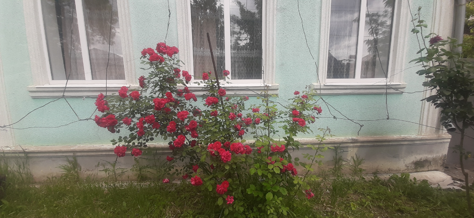 This media file depicts a close-up view of a vibrant bush of red roses in front of a light blue building. The building has three white-framed windows with some reflections visible, suggesting it might be daytime. The roses are in full bloom, with many clusters of red flowers and green leaves. The overall scene is outdoors, likely in a garden or yard. The time of day appears to be overcast or late afternoon, as the light is soft. There are no people or specific text visible in the image. The composition focuses on the beauty of the roses and their contrast against the building's facade. The location context provided is Yessentukskaya, Russia.