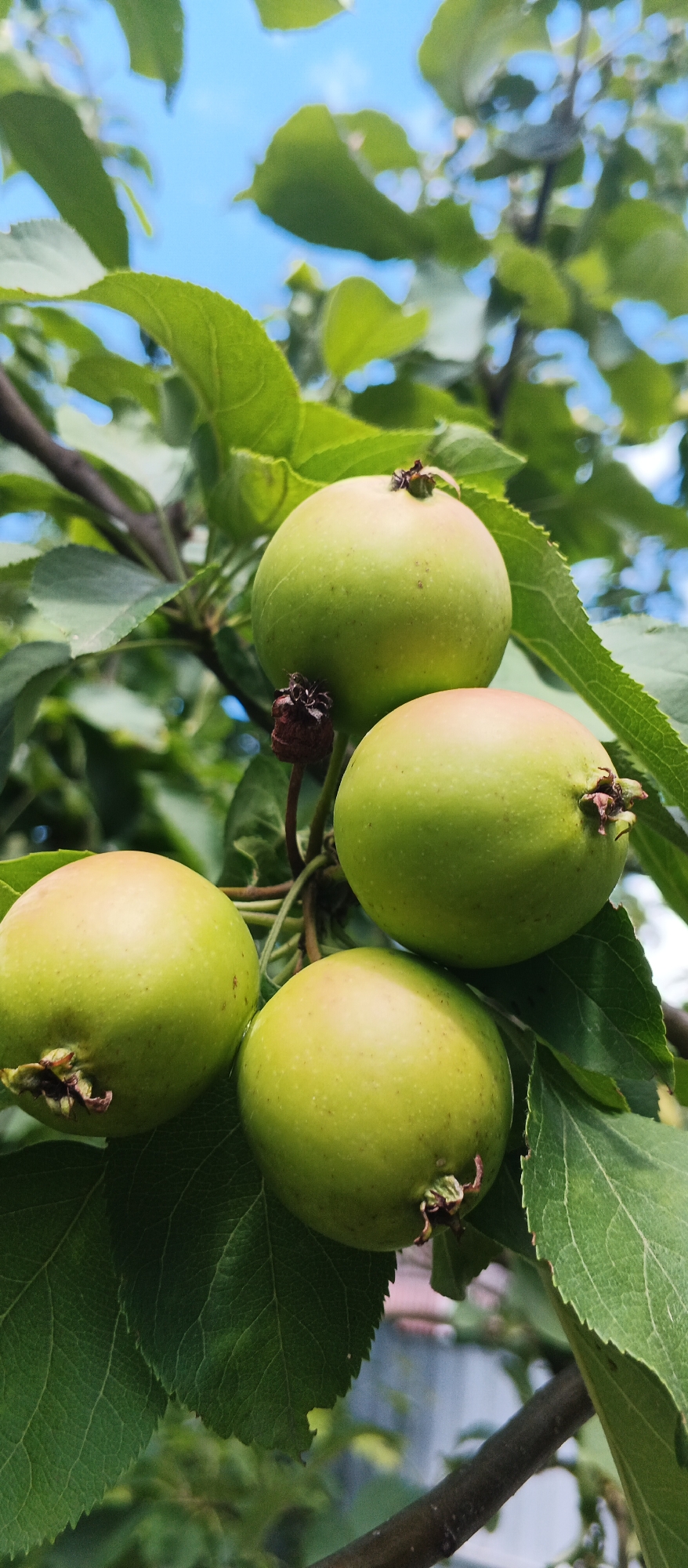 A close-up, vertical, low-angle shot captures four unripe, light green apples on a tree branch. The apples are clustered together, with two in the foreground and two in the background, partially obscured by green leaves. A dark brown, dried blossom is visible on the branch near two of the apples. The leaves are a vibrant green with visible veins, and some have jagged edges. The background is a bright blue sky with soft white clouds. The scene is likely outdoors in a natural setting, possibly a garden or orchard, in Popivka, Ukraine.